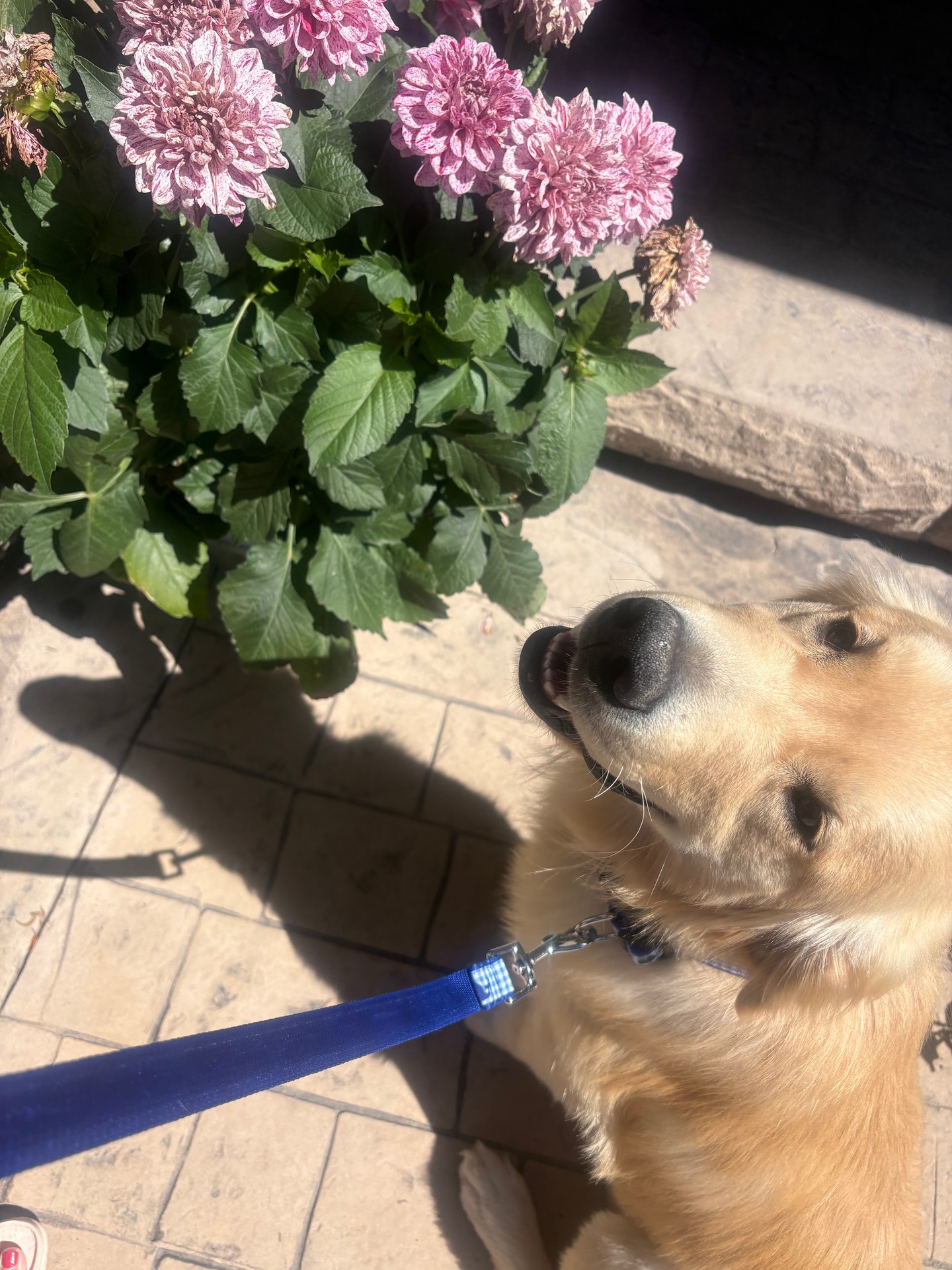 Summer time means flower time! 🌸☀️

Need your companion to just hang outside with you, or just want a well-trained family dog you can enjoy the season with? We can help!

Ollie is loving summer&mdash;sniffing the flowers, enjoying the sunshine, and still working hard on his obedience skills. Even with all those tempting smells and distractions, he knows how to stay in a solid sit and hold his commands like a pro. 🌼🐶

We sure love this handsome boy and his cute face&hellip; even when he&rsquo;s very tempted by the &ldquo;snackable&rdquo; looking flowers! 😄

If you&rsquo;re looking for a calmer, more enjoyable summer with your dog, reach out&mdash;we&rsquo;d love to help!

