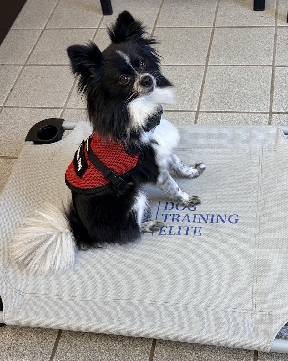 Snoopy is looking pretty sharp in his new service dog vest! 🐾💙
He may be small, but he carries out his job with the confidence and professionalism of any service dog. Proof that size has nothing to do with a dog's ability to make a life-changing impact. 💛
Service dogs come in all shapes and sizes, and Snoopy is a perfect example that dedication, training, and a strong partnership matter far more than how big a dog is.
We couldn't be prouder of this little guy and all the important work he's doing. Way to go, Snoopy! 🐶✨

