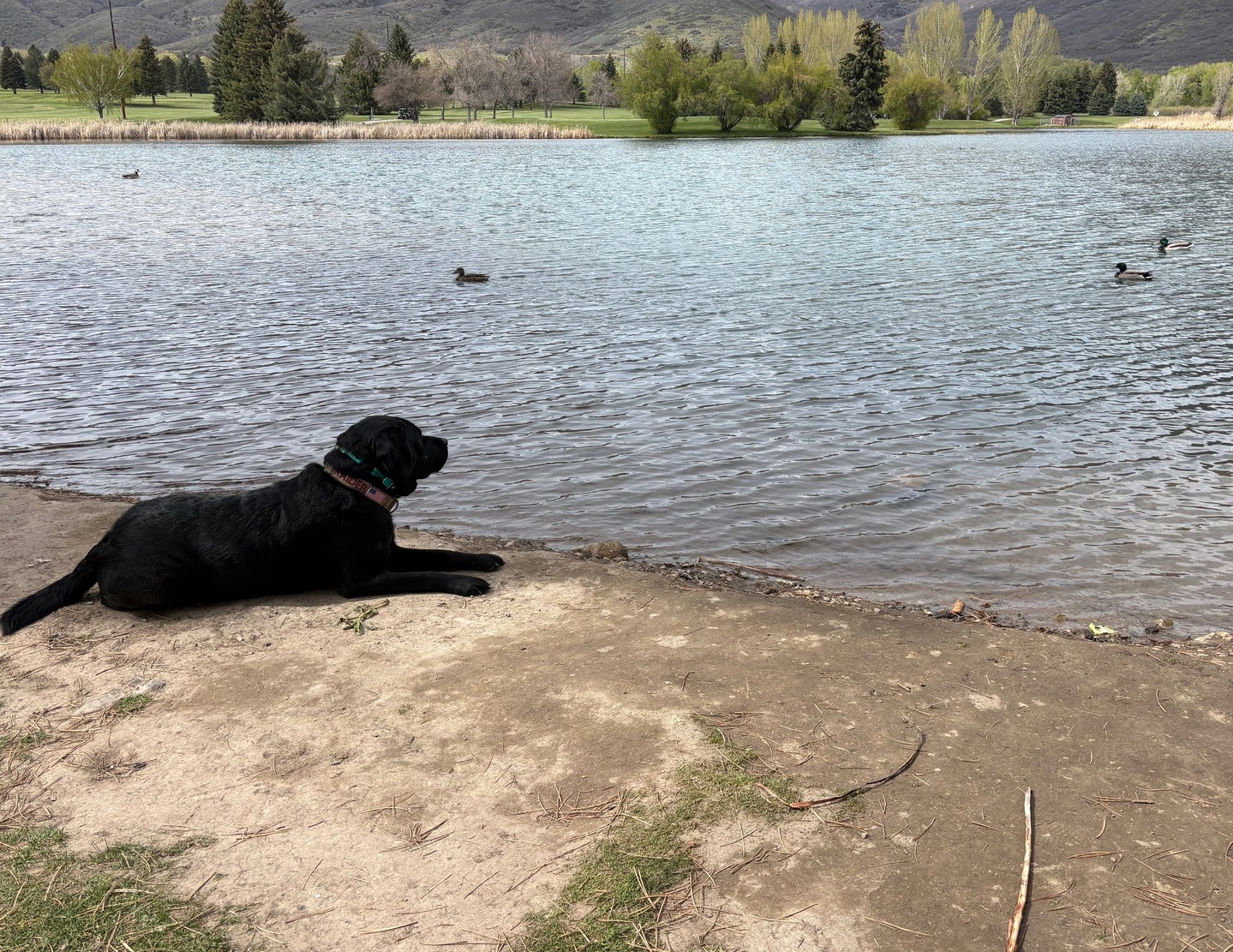 Labs + ducks 🦆🐾&hellip; sounds like a recipe for chaos, right? 😄

But staying calm and obedient around distractions like ducks doesn&rsquo;t just happen&mdash;it&rsquo;s trained behavior.

We work on building that kind of focus so your Lab can enjoy real-life moments like:
🎣 Fishing trips
🏕️ Camping adventures
🌲 Relaxing days outside

Without pulling, lunging, or losing focus.

Because the goal isn&rsquo;t to take the fun away&mdash;it&rsquo;s to give you a dog that can be part of it all. 💛🐕

With the right training, even the biggest temptations (yes&hellip; even ducks 🦆) become just another distraction your dog can handle.

