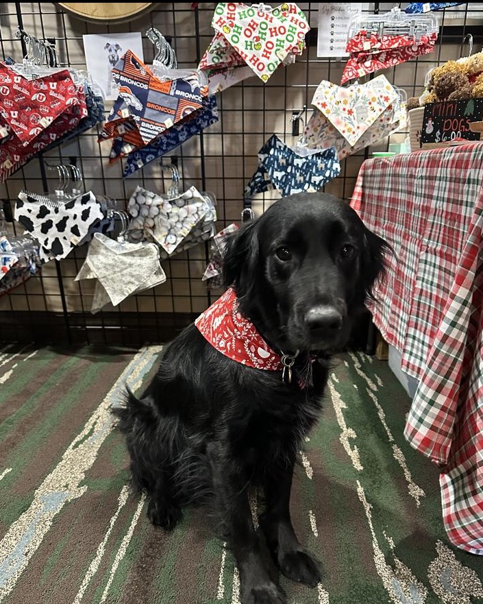 Griff turns heads at the Park City Winter Bazaar, rocking a standout bandana from Mountain Dog Threads 🐾✨ From favorite sports teams to bold patterns, this shop has styles for every pup. Let your dog&rsquo;s personality shine with the freshest threads in town! 🐶🎉 @Mountain Dog Threads

