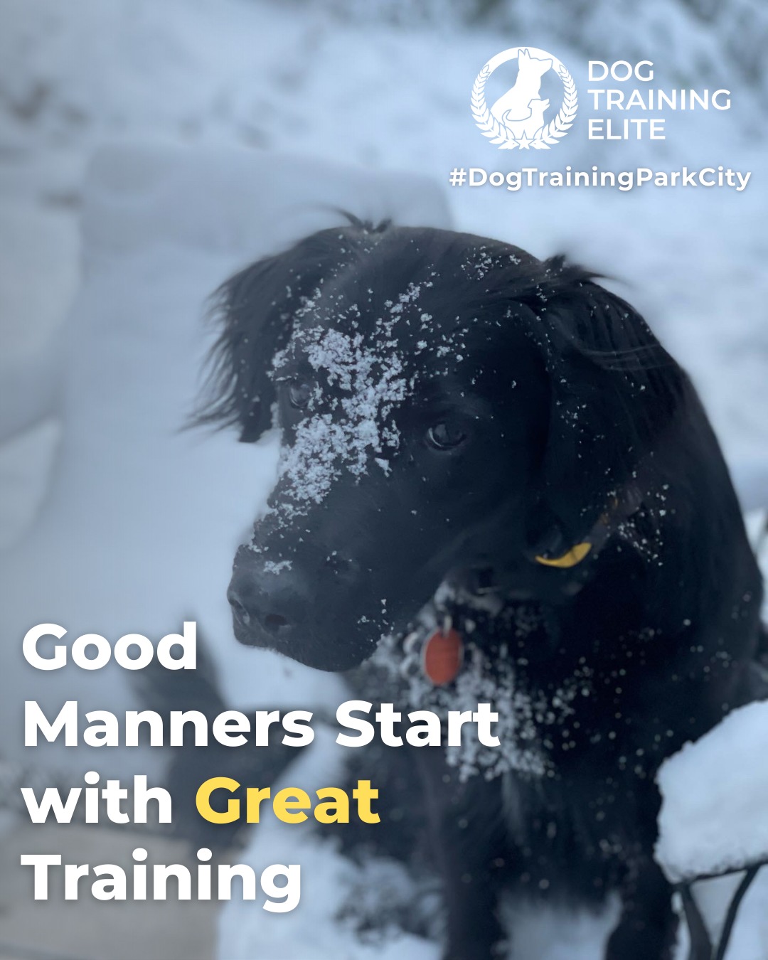 Obedience training builds confidence, focus, and respect between you and your dog. Dog Training Elite Park City teaches essential commands through in-home sessions and group classes, helping your dog stay calm and well-mannered in any setting. 🐶✨

Start early for lasting habits, or refresh skills with proven, balanced methods for older dogs.

Ready to begin? Schedule your first session today!

 📌 Whether it&rsquo;s leash manners, obedience, or service training, Dog Training Elite Park City offers personalized programs near Park City Mountain Resort and Round Valley, helping dogs shine all winter long. Cozy season, confident pups. ✨
 📍 https://maps.app.goo.gl/xL9ReWGfV8sPah9e9


