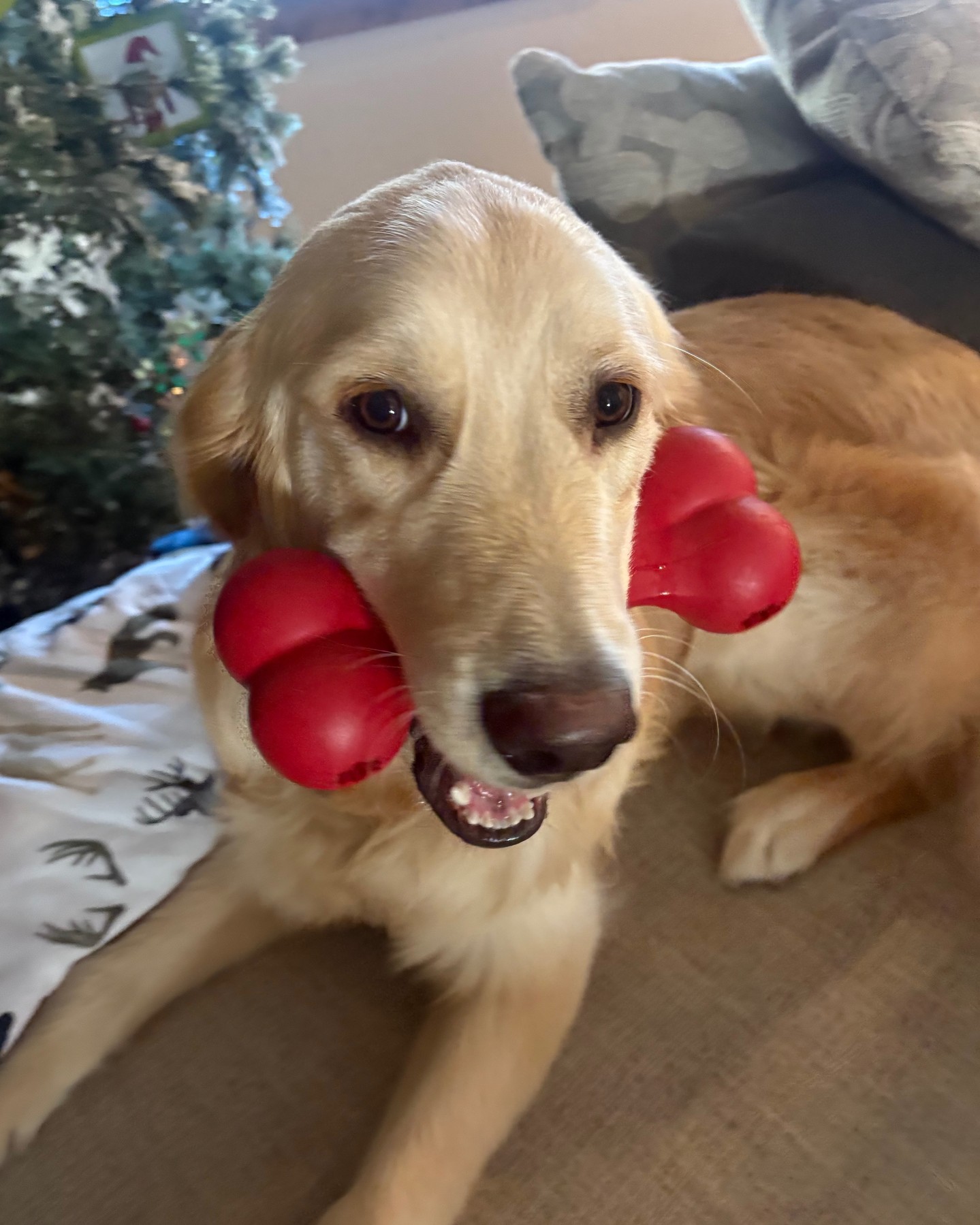 Golden Retrievers are more than just loyal companions&mdash;they&rsquo;re natural-born healers and joy-bringers. Their playful energy and gentle nature make them perfect candidates for service and therapy roles, brightening lives wherever they go. 🐾 If you have a golden with a goofy side and a big heart, channel that energy into making a real impact. Book a meet-and-greet to learn how your furry friend can become a force for good, spreading smiles and comfort throughout the community. 😊 Let&rsquo;s unlock their potential together! ✨
