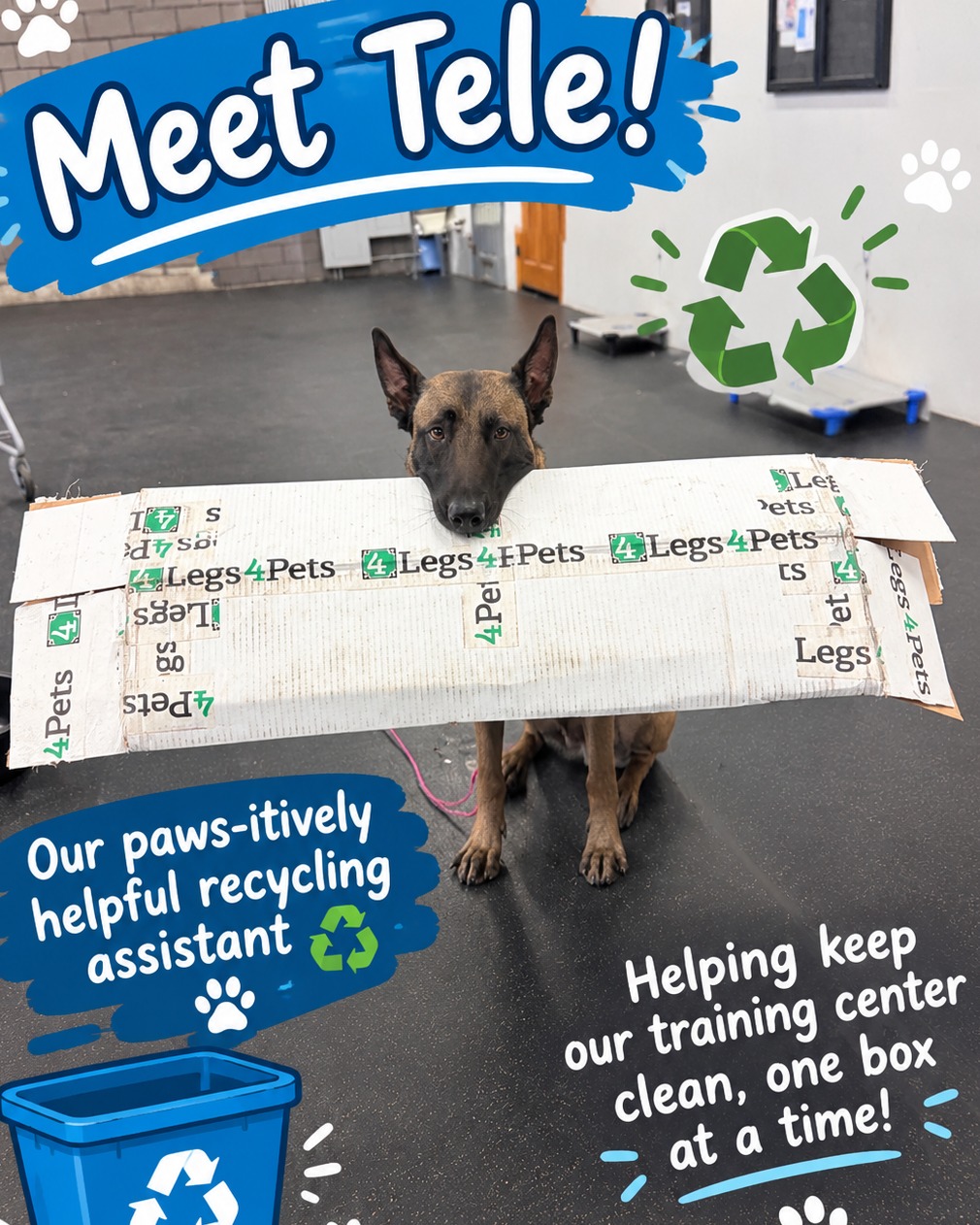 ♻️🐾 Employee of the Month: Tele! 🐶📦

Tele is taking his job very seriously! 😂💙 He&rsquo;s helping us clean up the training center and making sure we do our part by recycling. Talk about a hardworking pup!

Great job, Tele! Thanks for helping us keep our training center clean, one box at a time! 💚🐶


