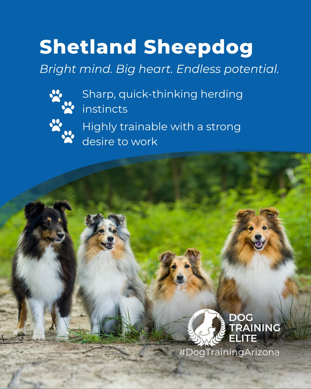 If you love a dog that learns fast and notices everything, the Shetland Sheepdog is in a league of its own. This breed is known for high herding drive, sharp sensitivity to sound and movement, and a natural desire to work right alongside their family.

Because Shelties think quickly and react just as fast, structured training and mental enrichment can make a huge difference in their day-to-day behavior. A simple training tip is to rotate short obedience sessions with problem-solving games to keep their mind busy and reduce over-alertness at home.

With the right guidance, a Sheltie becomes a confident, focused, and incredibly loyal companion who excels in obedience, agility, service work, and therapy settings.

🐾 From basic obedience to advanced service dog training, Dog Training Elite Arizona helps dogs near Phoenix build better behavior and stronger bonds this season. 🐾
 📍 Phoenix - https://maps.app.goo.gl/YM3gnzaFHsvd5sfN8 
Gilbert - https://maps.app.goo.gl/SBSyPCWqNkwPJkop6 
West Valley - https://maps.app.goo.gl/vCnmWwR7NquE3dZMA


