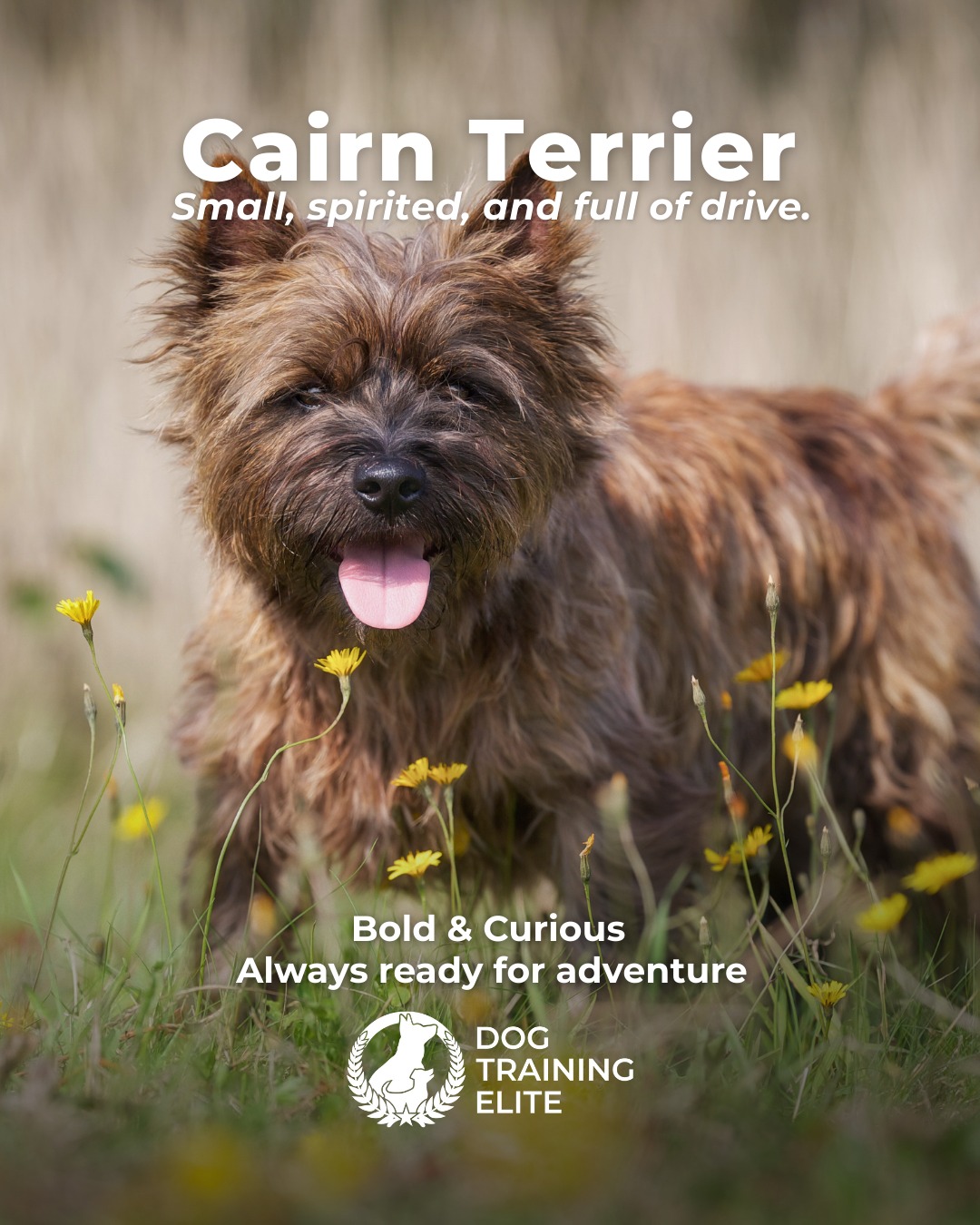 The Cairn Terrier is small, spirited, and full of drive. These dogs love to stay busy, problem-solve, and explore, which means structure and clear communication make a huge difference in their day-to-day behavior.

Training Tip: Cairn Terriers thrive when their minds stay busy. Rotate puzzle toys, practice short obedience sessions throughout the day, and incorporate scent-work games to satisfy their natural hunting instincts.

🐾 Make better behavior your first win of the year. Book your free in-home evaluation and see why Phoenix and Mesa dog owners choose Dog Training Elite for real, lasting results.
 📍 Phoenix - https://maps.app.goo.gl/YM3gnzaFHsvd5sfN8 
Gilbert - https://maps.app.goo.gl/SBSyPCWqNkwPJkop6 
West Valley - https://maps.app.goo.gl/vCnmWwR7NquE3dZMA


