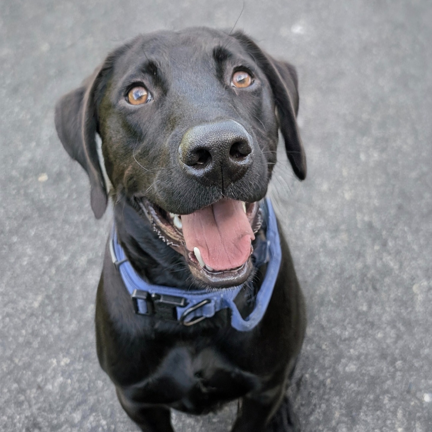 Sweet Anakin is our newest service dog! This sweet guy was adopted from Peak Lab Rescue @peaklabrescue a year ago and just passed his final public access test! 🎉👏 He's now a full-fledged service dog for his teenaged mom who has PTSD.❤️

His mom and he have worked hard to master all the skills he needs to help her navigate life - strong obedience, the ability to ignore distractions, and performing tasks like deep pressure therapy to help her when she's struggling. 

But rest assured he's still a DOG 🐶who loves playing with his crazy sister Luna when he's not working. 

Service dogs don't have to be purebred and rescue pups can make great service dogs. 

If you need a service dog and you have a dog or you need to get or adopt one, let us help. We can help you choose the pup and/or assess whether they seem to have the temperament to make it as dog with an important career. (We assessed Anakin's temperament at his foster mom's house.) Let us help you get your needs met. Call us at 919.998.6772.