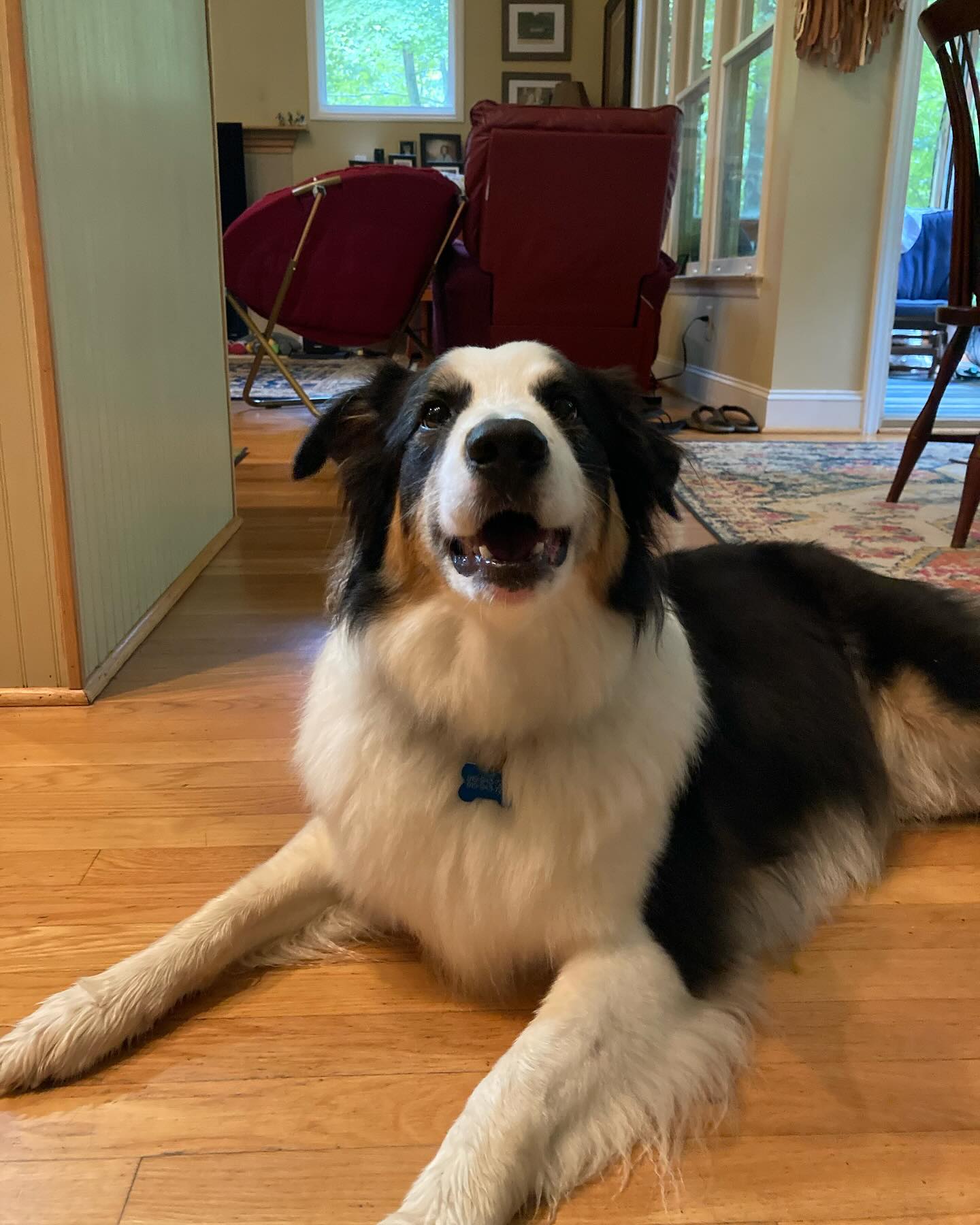 Meet Blue!  She is 4 and started obedience training today to address some behaviors her family doesn’t like: jumping on people, poor recall and some reactivity.  Her mom was worried she might be too old for learning better manners but she did great in her first session!