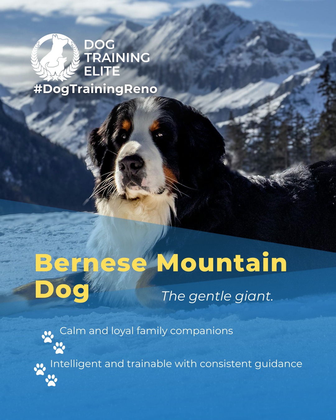 Bernese Mountain Dogs are calm, affectionate, and intelligent. With balanced training, their natural gentleness and loyalty are channeled into focus, obedience, and confidence, making them ideal family companions or therapy dogs.

🎯 Warm up your winter with a well-trained pup. Schedule your free in-home evaluation and see why families in Reno, Sparks, and surrounding areas trust Dog Training Elite for results that last through every season.
 📍 https://maps.app.goo.gl/ZRzGfemQvtXWwd8r7


