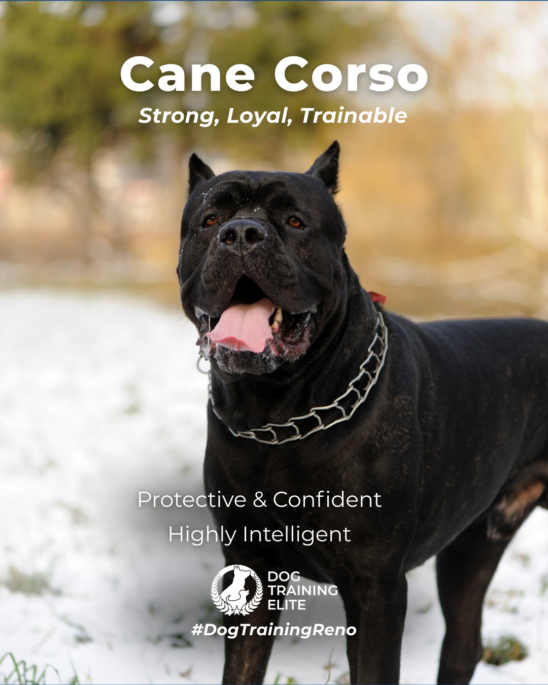 Cane Corsos are strong, intelligent, and naturally protective dogs. They excel in obedience, personal protection, and service work when guided with consistent training and socialization from an early age.

Training Tip: Start early with structured obedience and exposure to different environments. Positive leadership and clear boundaries are essential to channel their natural drive safely.

From basic obedience to advanced service dog training, Dog Training Elite Reno helps dogs near Sparks build better behavior and stronger bonds this season. 🐾
 📍 https://maps.app.goo.gl/ZRzGfemQvtXWwd8r7



