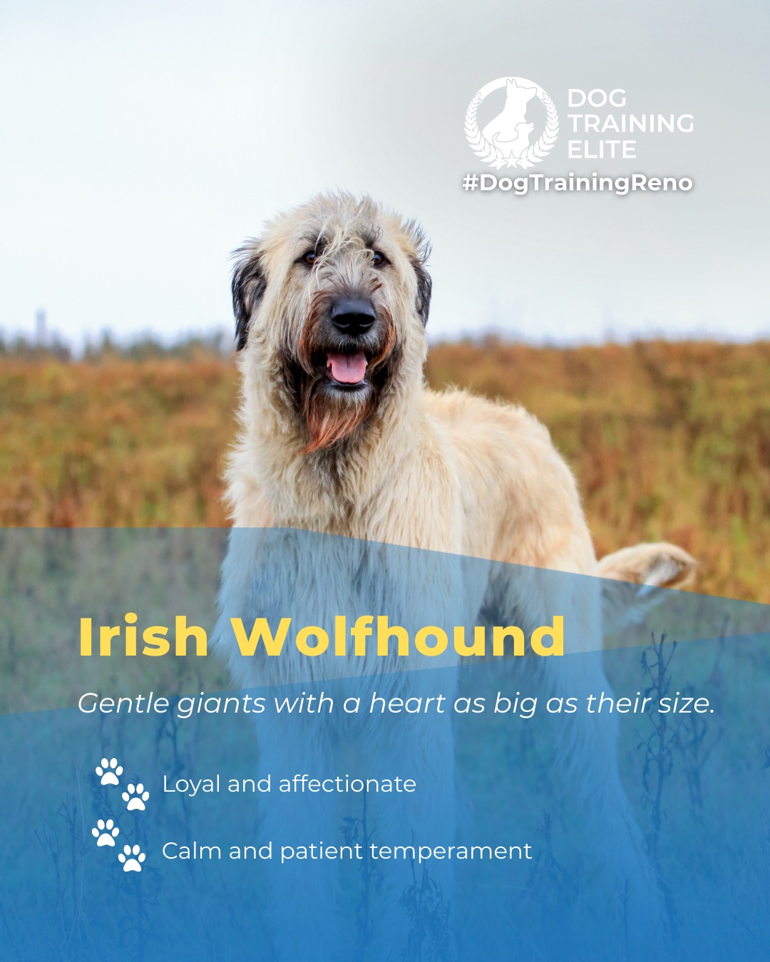 Irish Wolfhounds are known for their towering size, but their gentle and loyal nature makes them true companions. With calm patience and a heart full of affection, they thrive when given proper training and guidance. Socialization and consistent obedience help these gentle giants become confident, reliable, and happy members of your family. 

From basic obedience to advanced service dog training, Dog Training Elite Reno helps dogs near Sparks build better behavior and stronger bonds this season. 🐾
 📍 https://maps.app.goo.gl/ZRzGfemQvtXWwd8r7


