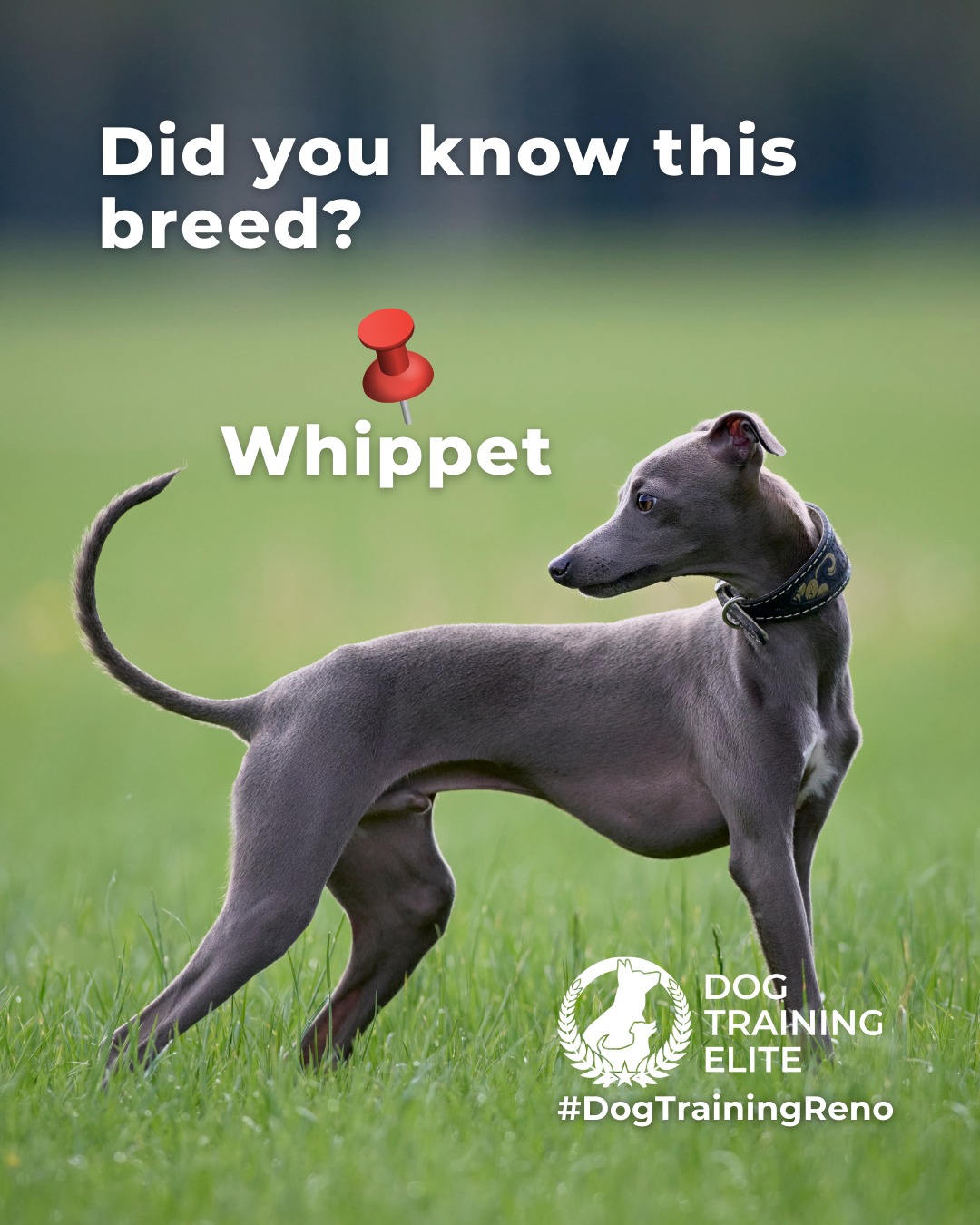 Whippets are athletic and fast, gentle & affectionate. Originally bred for hunting small game, their high prey drive makes early recall and focus training essential. With consistent guidance, these gentle dogs become loving companions who enjoy both playtime and cuddles.

Whether it&rsquo;s leash manners, obedience, or service training, Dog Training Elite Reno offers personalized programs near nan and nan, helping dogs shine all winter long. Cozy season, confident pups. ✨
 📍 https://maps.app.goo.gl/ZRzGfemQvtXWwd8r7



