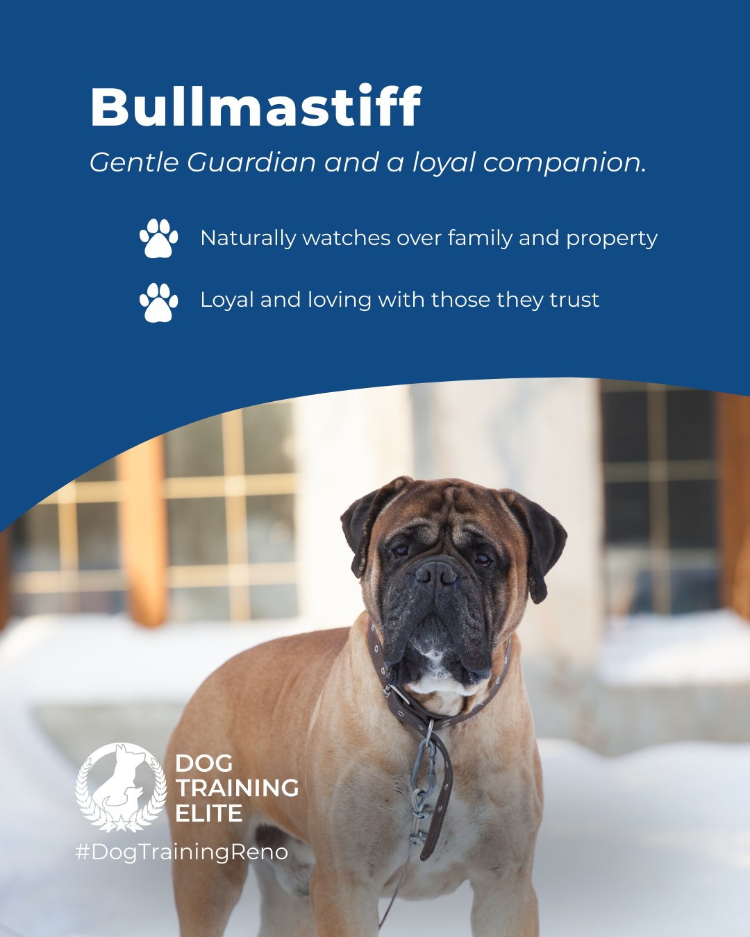 Bullmastiffs are powerful, confident dogs with a strong protection drive and a calm, affectionate side. They are naturally alert and make excellent family guardians when trained consistently. Early socialization and structured training help them channel their strength safely and reliably.

Fun Fact: Bullmastiffs were originally bred to guard estates and stop poachers without harming them. Their quiet, watchful nature makes them unique among guardian breeds.

🎯 From basic obedience to advanced service dog training, Dog Training Elite Reno helps dogs near Sparks build better behavior and stronger bonds this season. 🐾
 📍 https://maps.app.goo.gl/ZRzGfemQvtXWwd8r7


