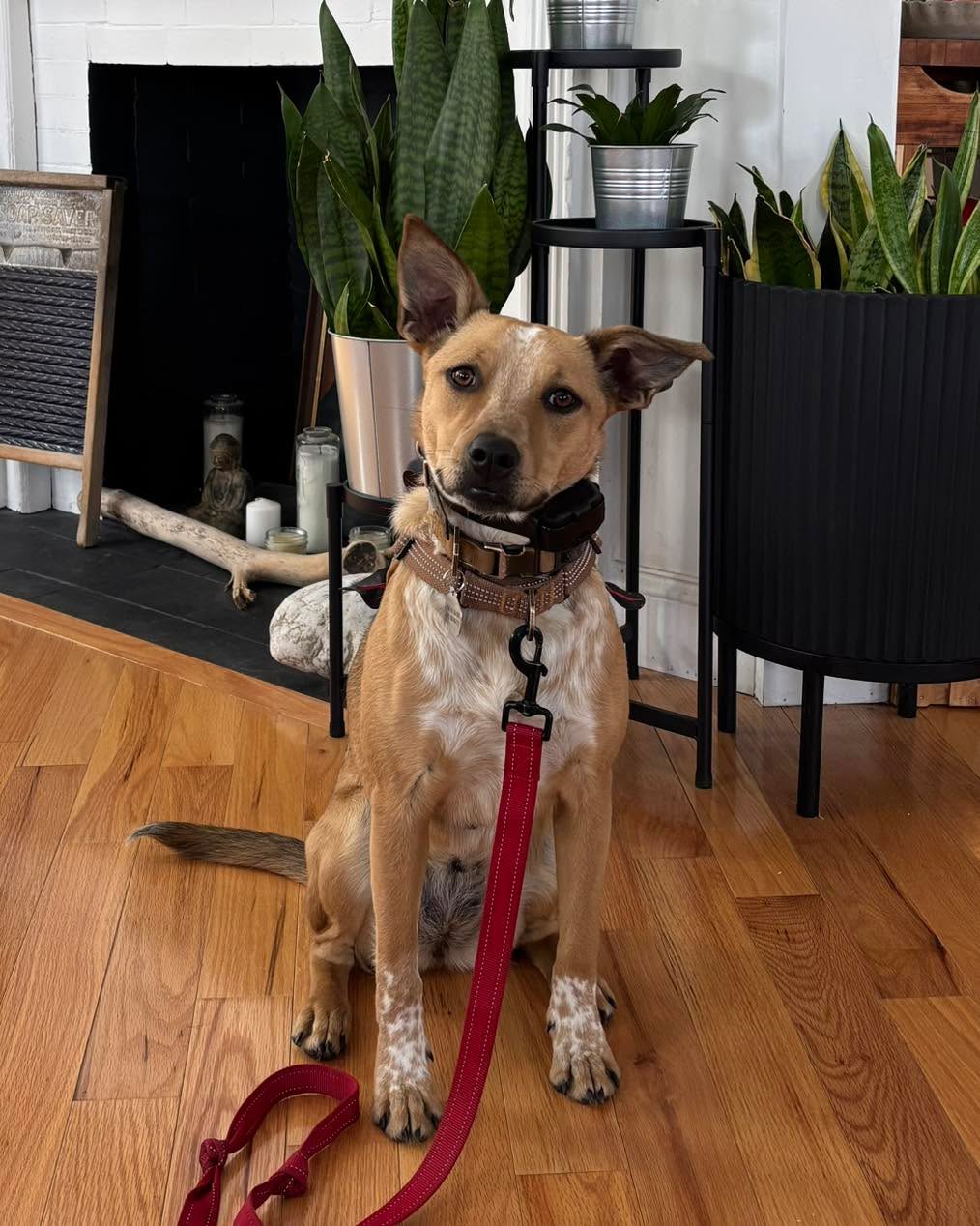 Congratulations to Ivy for graduating obedience classes. It was so much fun watching this nervous girl grow in confidence and we look forward to her continued growth after attending group classes .