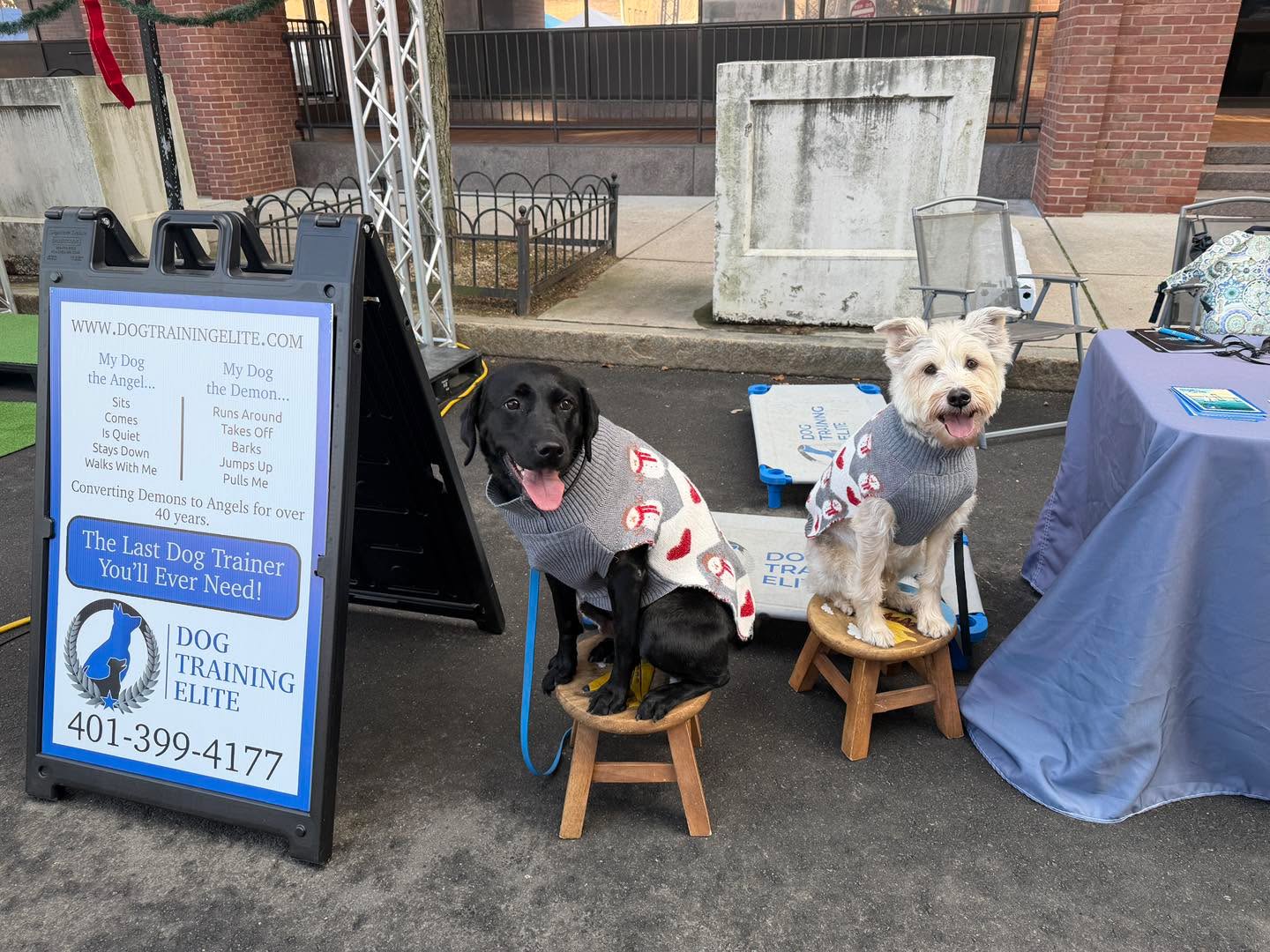 Kona and Scruffy had fun showing off !