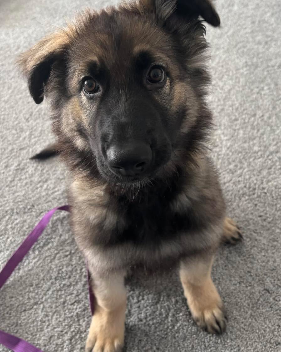 Welcome to the pack baby Nexy!
This adorable girl has started her journey to becoming a service dog and is already acing her basic commands.