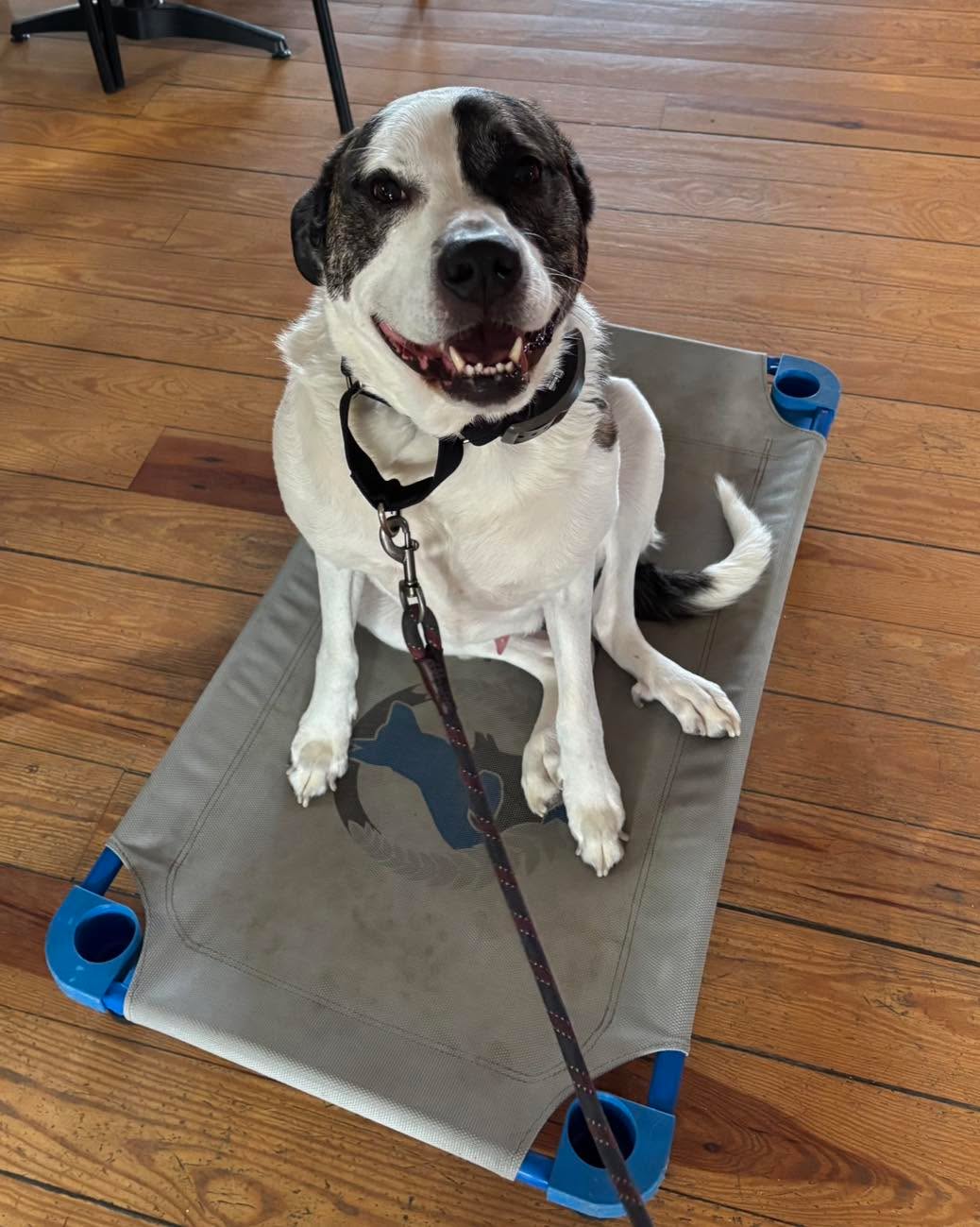 Congratulations to Calvin for graduating obedience classes. It was so much fun working with this sweet boy. He actually smiles and gives hugs. He has worked hard overcoming some resource guarding and reactivity.