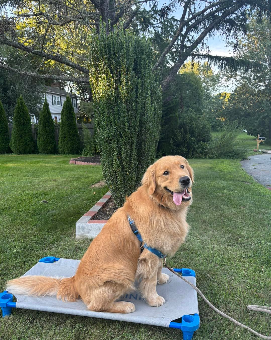 Congratulations to Gerald for graduating obedience classes. This handsome guy is full of exuberance but is doing an excellent job on his self control!