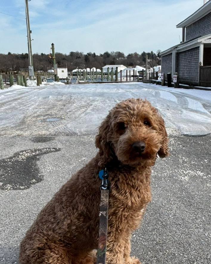Congratulations to Archie for graduating obedience classes. This handsome guy learned very fast, and quickly went from over exuberant around other dogs to calm cool and collected.