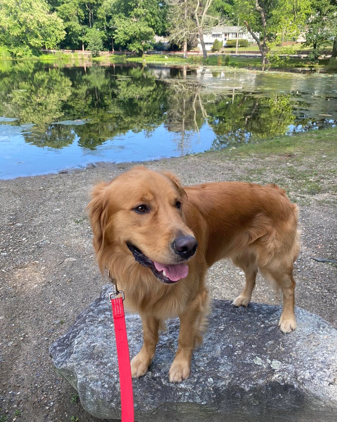 Congratulations to Owen for graduating obedience classes.This cutie had a hard time listening to Mom and was challenging to walk on a leash.  He has improved so much.