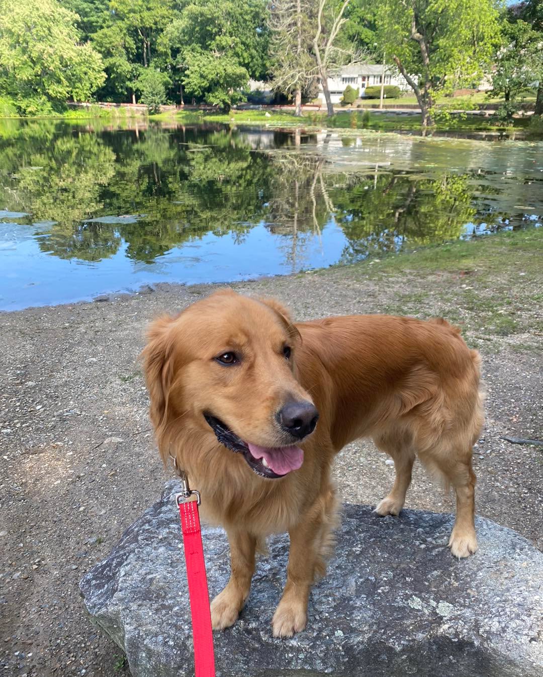 Congratulations to Owen for completing obedience classes. This cutie had a hard time listening to Mom and walking on a leash. He has made so much improvement!