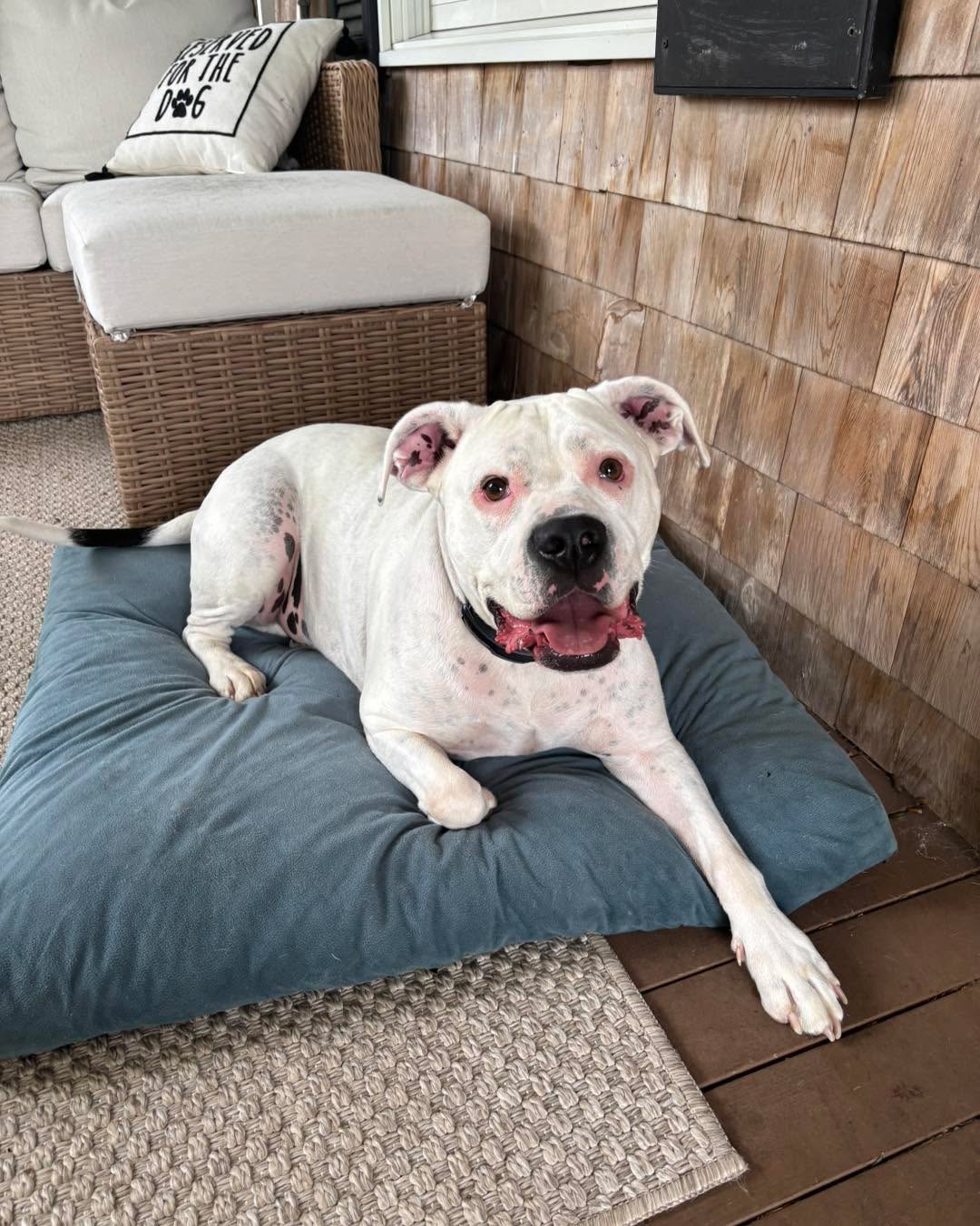Congratulations Jasper for graduating obedience classes. When I first met Jasper, it was a little intimidating because he is a big boy with a big bark, but I quickly realized that he is a big marshmallow that really wants to please and be a good boy.