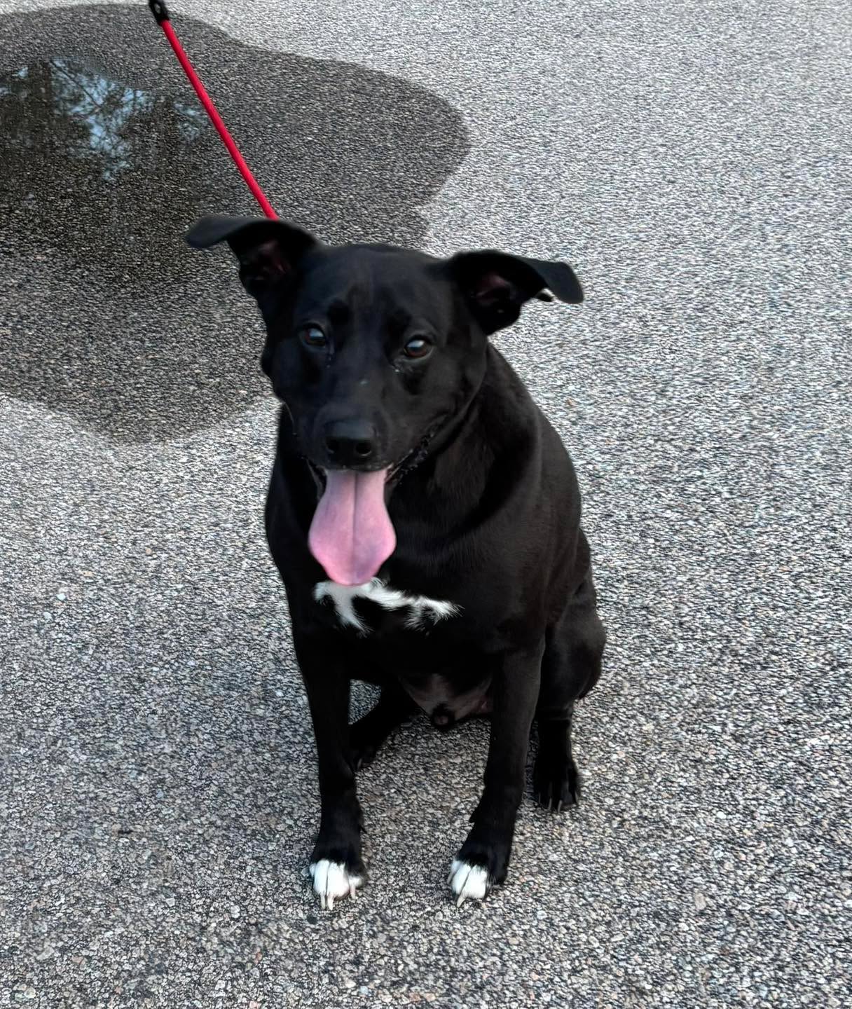 Congratulations to Nicholas for graduating obedience classes. This bundle of energy is doing a great job working on self control.