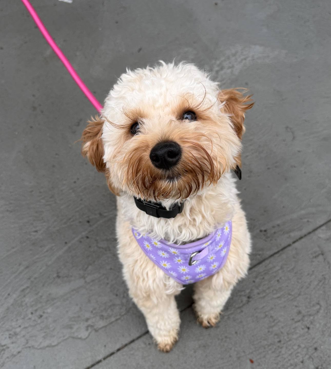 Congratulations to Lola for graduating obedience classes. This adorable, bouncy girl has come a long way with her confidence and self control.