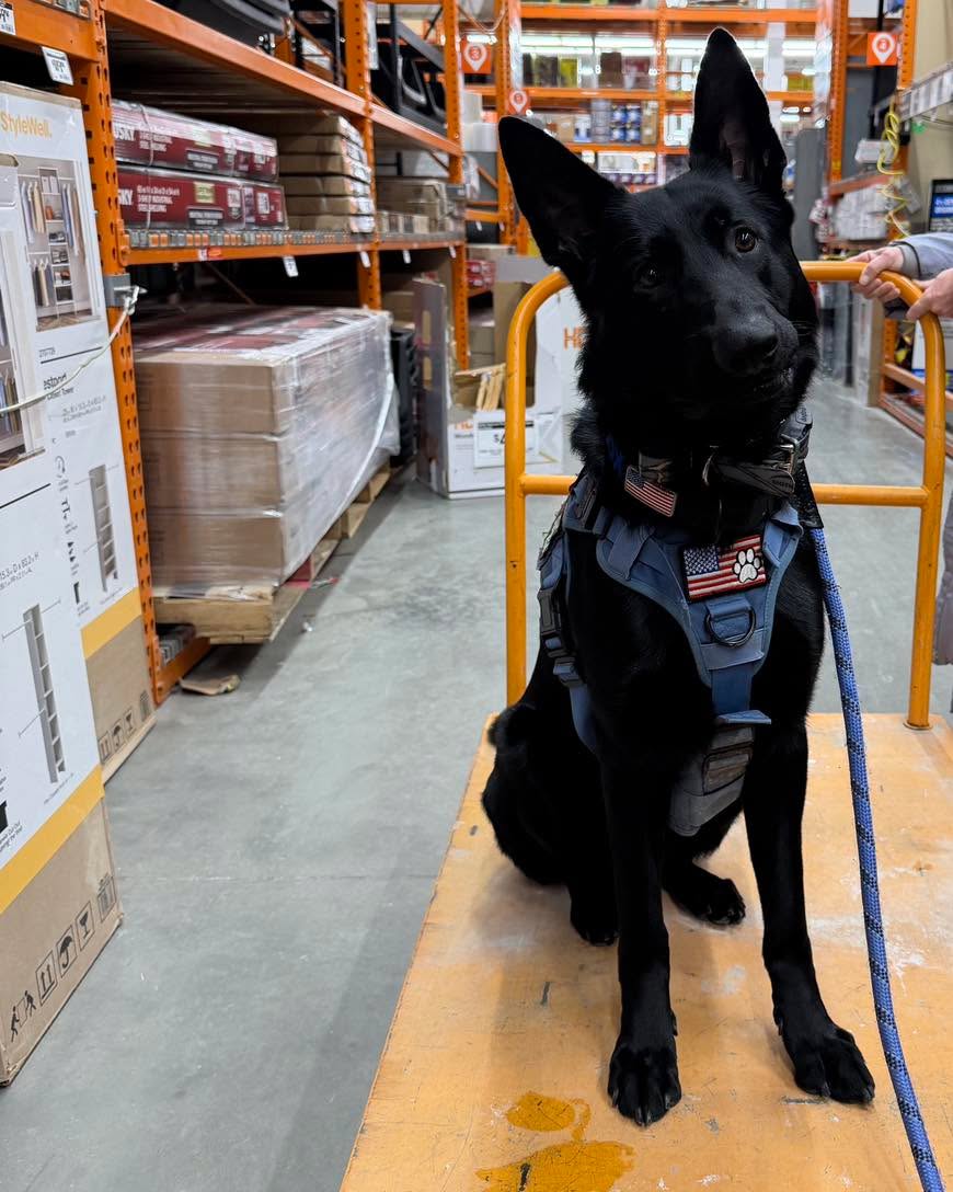 Knox rocked his first public access training at Home Depot today. This is one of the many steps needed to create a dependable service dog.