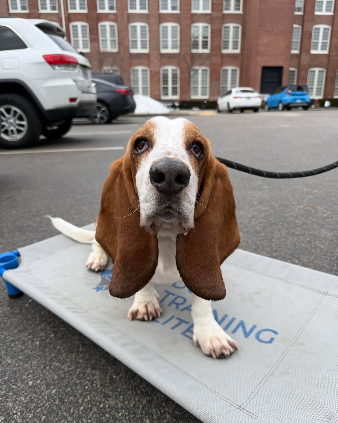 Congratulations to Wally for graduating obedience classes. This adorable guy is overcoming his stubbornness and separation anxiety.