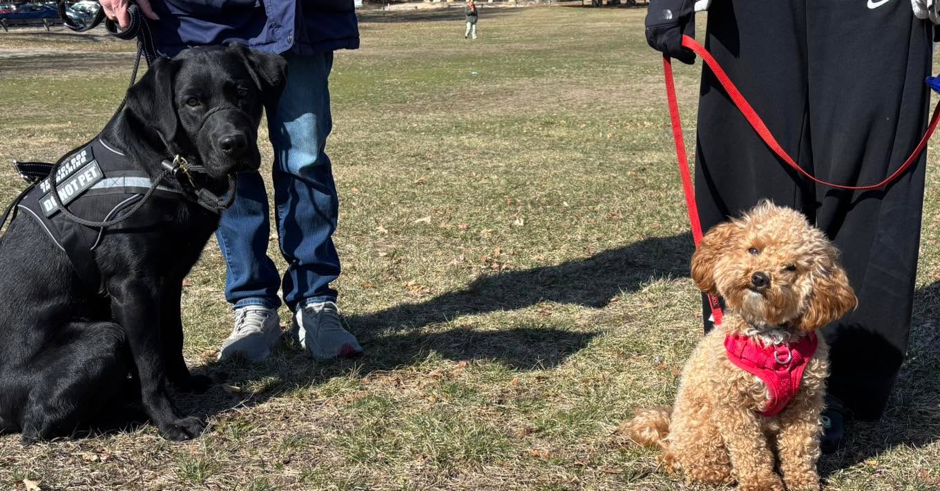 Congratulations to Rocky and Hazel for passing the Canine Good Citizens test today. I am so proud of them and their owners for their dedication. Both dogs have almost completed service dog training and are doing an amazing job!