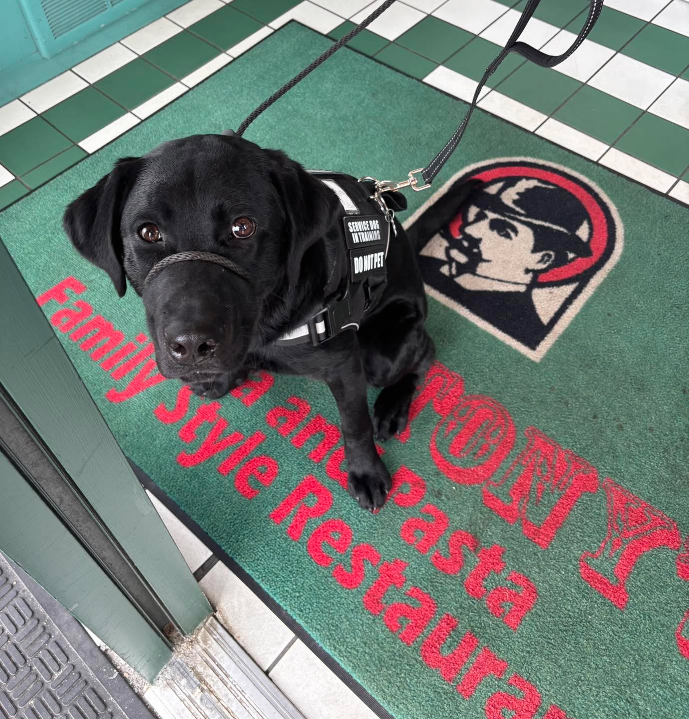 We are so proud of Rocky  the Service Dog for doing such a great job at his first time in a restaurant. We had a great experience at Uncle Tony&rsquo;s in Johnston and our waitress Chrissy couldn&rsquo;t have been nicer and was so accommodating.