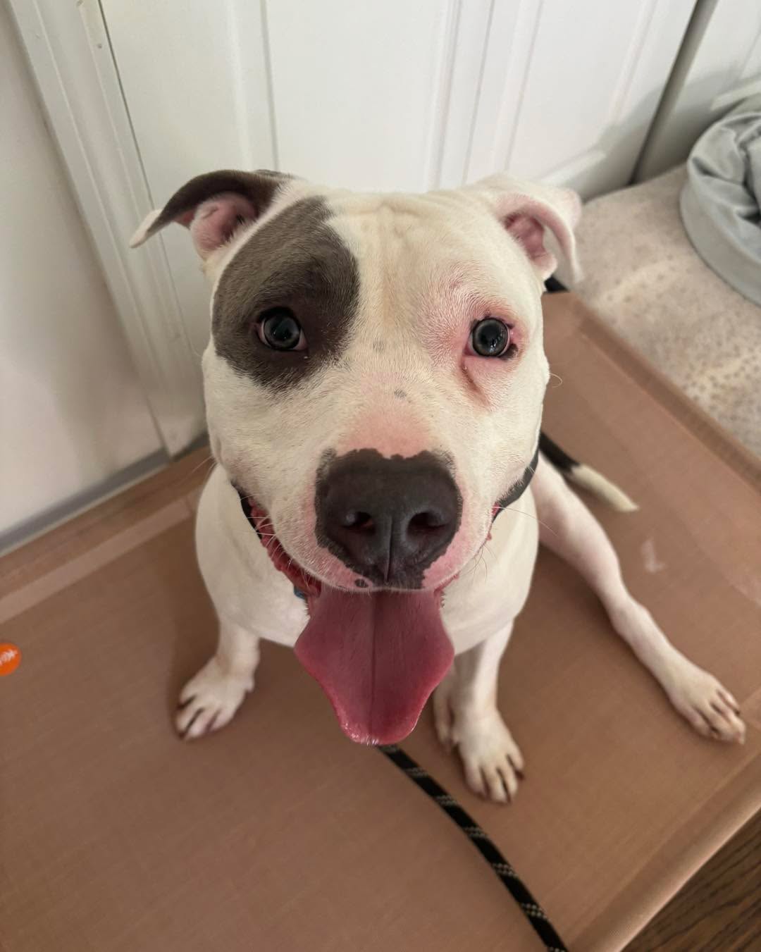 Congratulations to Jacobo for graduating obedience classes. This lucky guy was rescued to a loving home and is doing much better after adding structure and working on good manners.