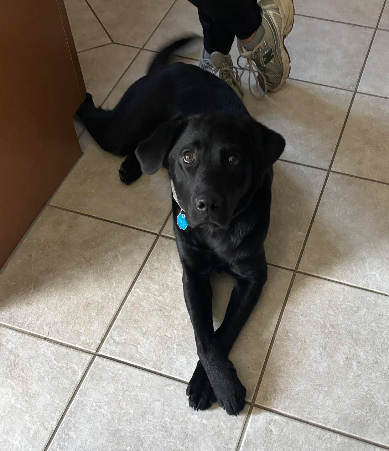 This is Rocky and he deserves a shout out. He is acing his service dog training. He is learning his task training so quickly and doing a great job during his public access trainings. He is not even 1 year old yet. He is just relaxing in this photo after a training session.