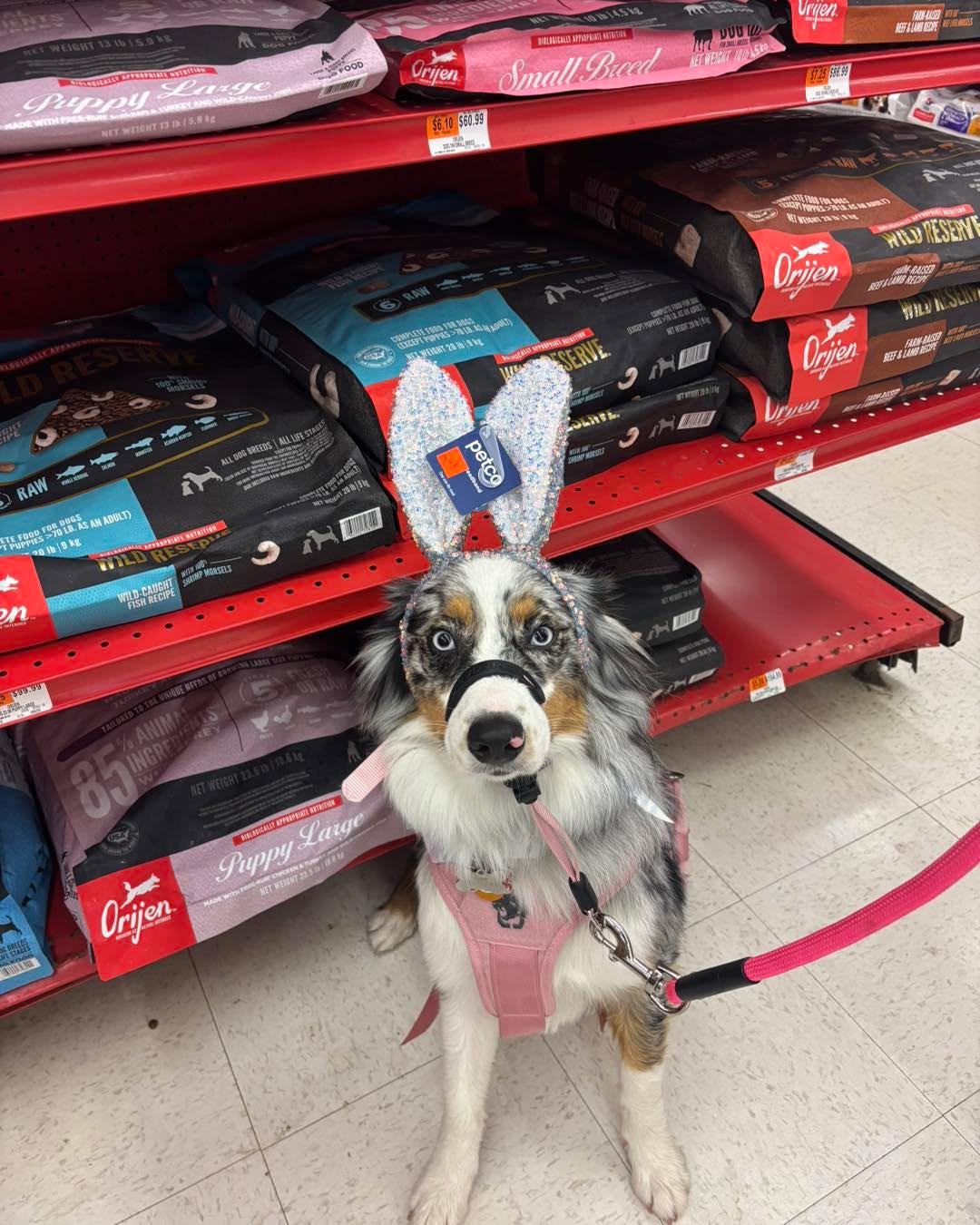 We are so proud of little Remi! She is rocking her service dog training and had an excellent public access session today, even posing for pictures with props.