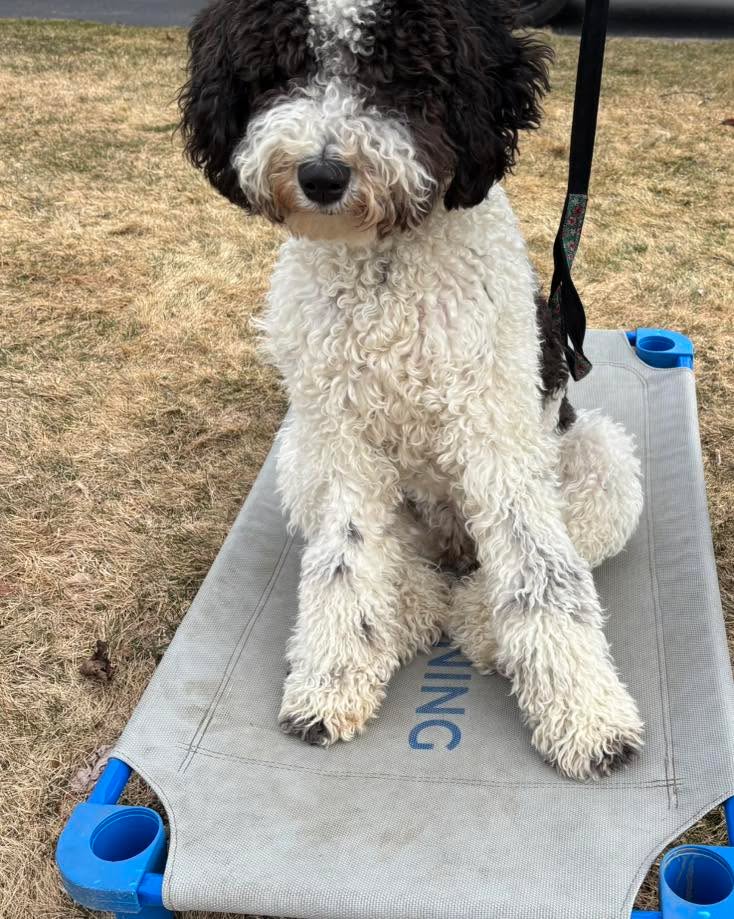 Congratulations to Coco for graduating obedience classes. It was great to see this adorable girl grow in confidence and self control.