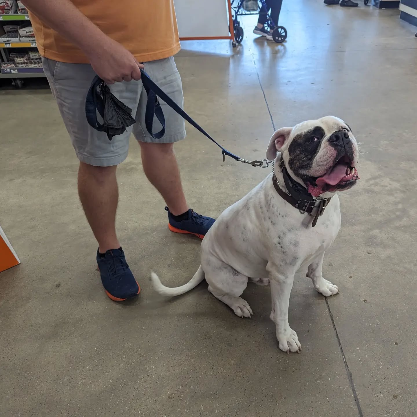 Odin is a 4-year-old American bulldog who was struggling with some tough anxiety and reactivity,  particularly to other dogs as well as people coming to the home. His Mom and Dad have worked so much with him the last month and a half, and now you can see how much he enjoyed his field trip to Home Depot! He has been making such amazing progress! Such a great job! If you need help teaching your dog to relax and actually have fun going out in public, give us a call!



