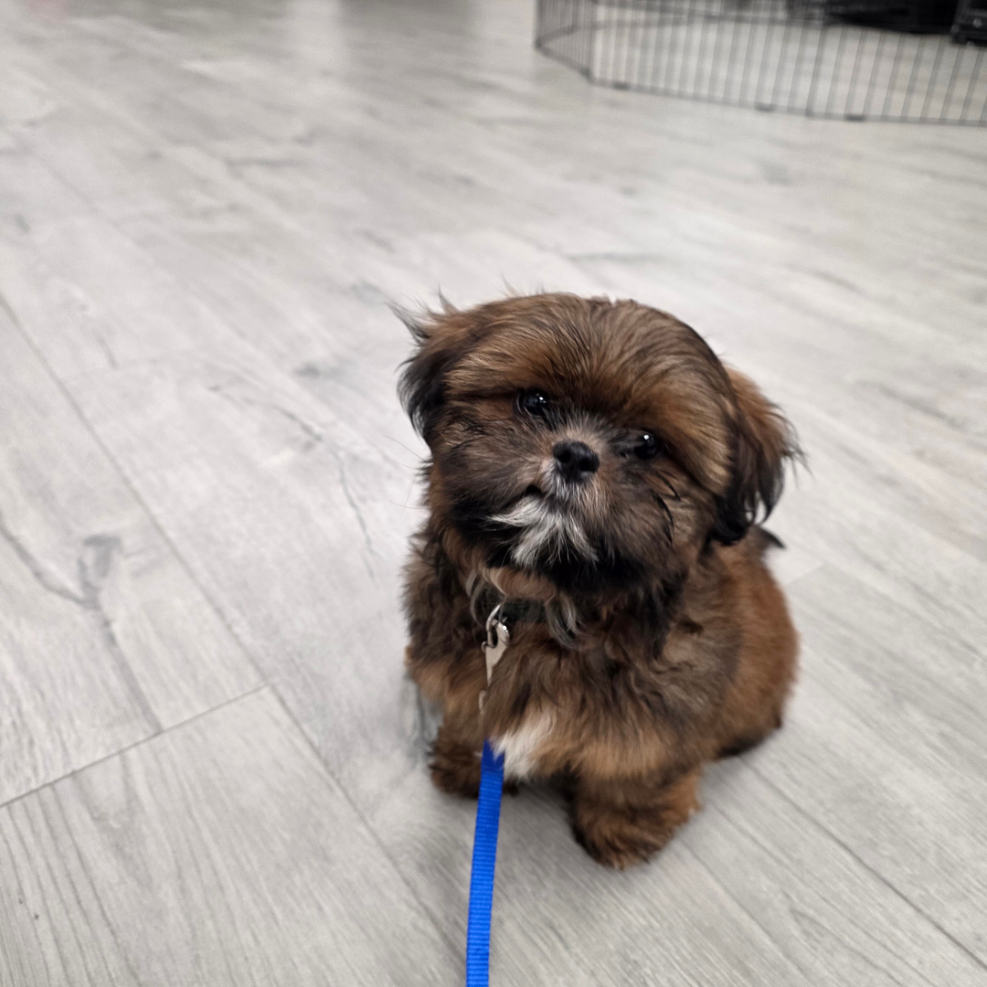 That little blue leash is more than an accessory. It represents everything we're working toward: calm walks, easy outings, and a dog who actually enjoys listening. 🐶

A small pup sitting patiently on the floor like this has learned something big. Their owner leads with confidence, and the dog is eager to please because of it. That leadership dynamic is the heart of good dog training. When you're involved in every session, your dog learns to look to you first, and manners become second nature. Before long, you've got a companion you're excited to take everywhere, from neighborhood strolls to dog-friendly spots around town.

👉 Puppy training and obedience training with owner coaching
👉 Dog obedience classes for real-world practice
👉 In home dog training, aggressive dog training, and service dog training

As a dog trainer serving Chesterfield and the greater Richmond area, we love seeing small dogs build big confidence. And with fall in full swing, this is a great season to work on leash manners before winter arrives.

Want a dog who turns heads for the right reasons? Request your free assessment with Dog Training Elite Richmond today.