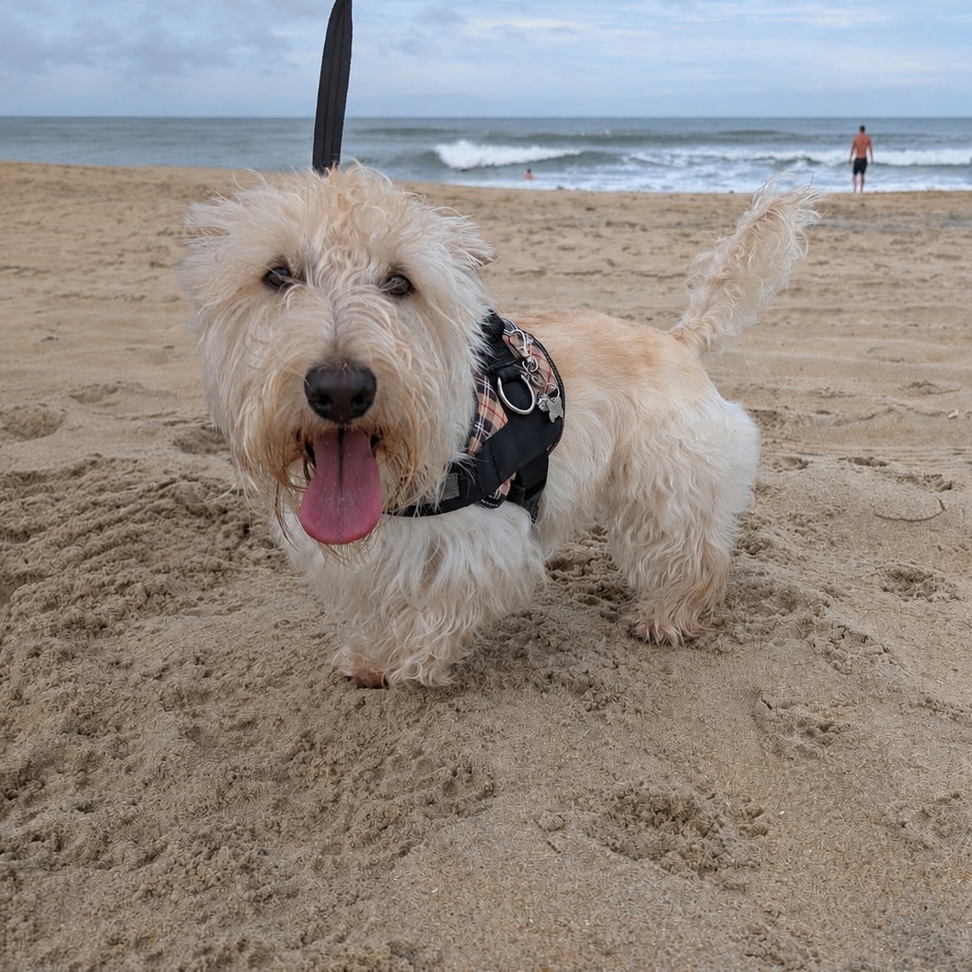 Hooray, it's the weekend! 😁 Has anyone else gone to the beach with their pups this summer? 

