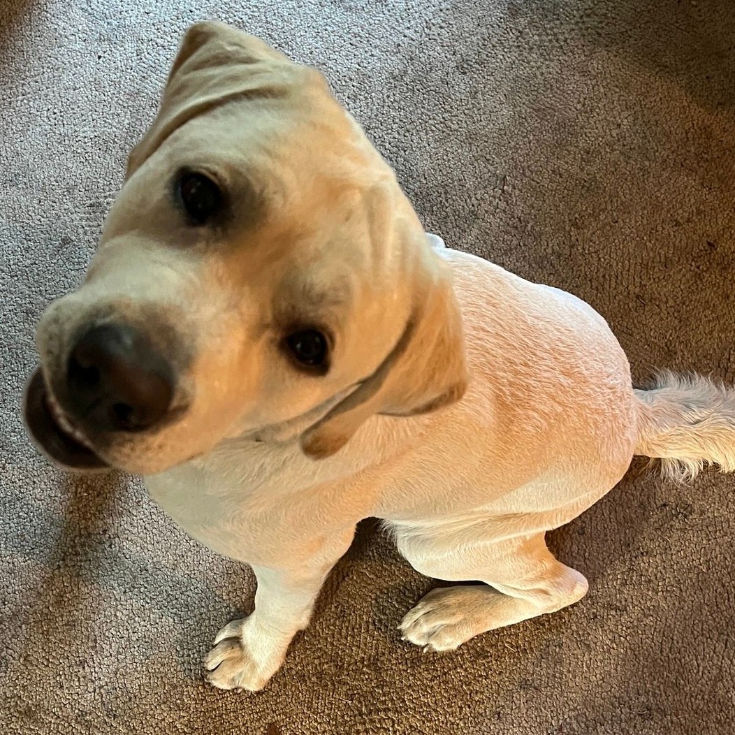 From Chaos to Calm

Impulse control: 

The sit command teaches your dog to exhibit self-control. It helps them learn to resist impulses like jumping, lunging, or rushing out the door. 

This skill is crucial for their safety and the well-being of those around them.

 