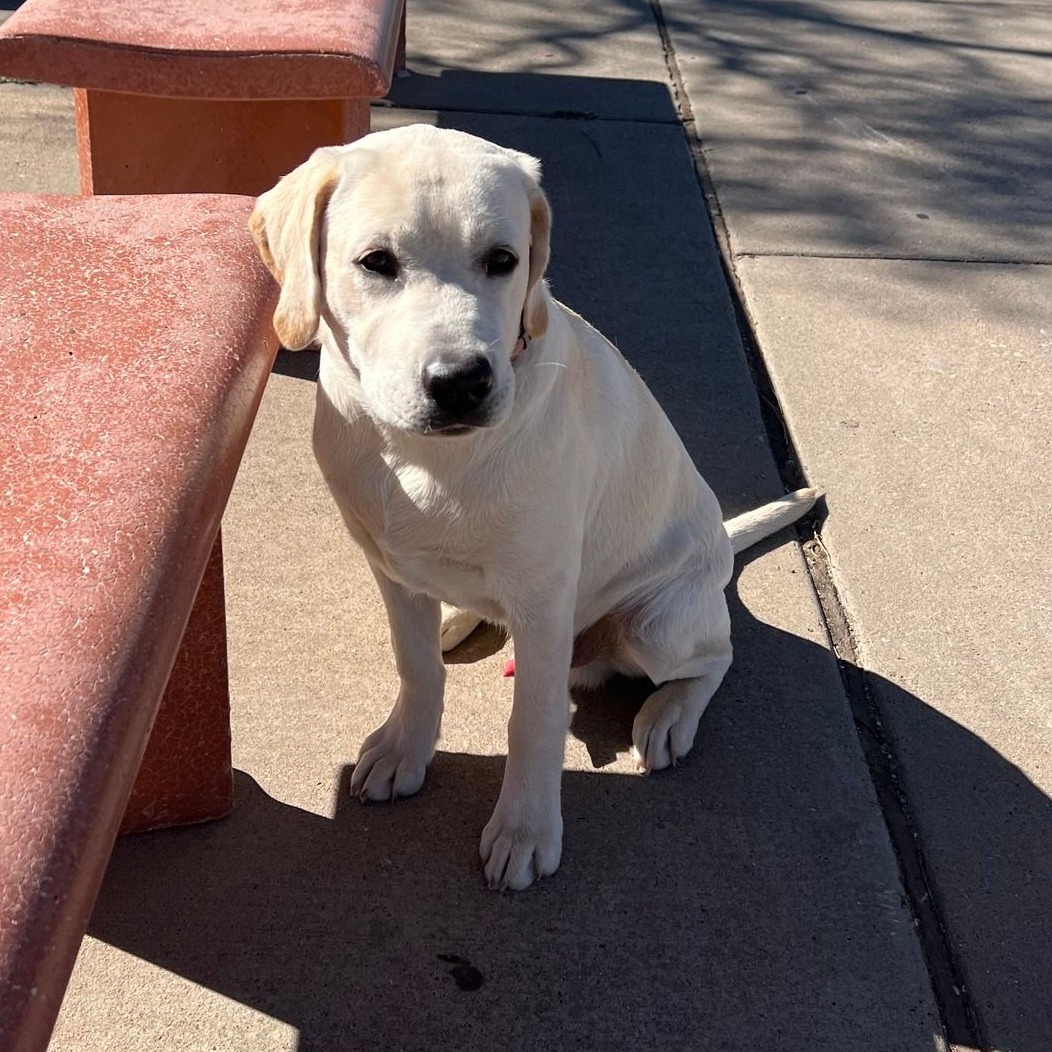 The Sit Solution: Instilling Impulse Control in Dogs, One Command at a Time

We've spent the last week going over why the sit command is an important part of obedience for your dog. Here's some additional information on how the sit command creates a firm foundation in your dog's obedience. Just don't stop there! 

Need help with basic obedience? 

DogTrainingElite.com/Savannah
912-461-3647 (DOGS)