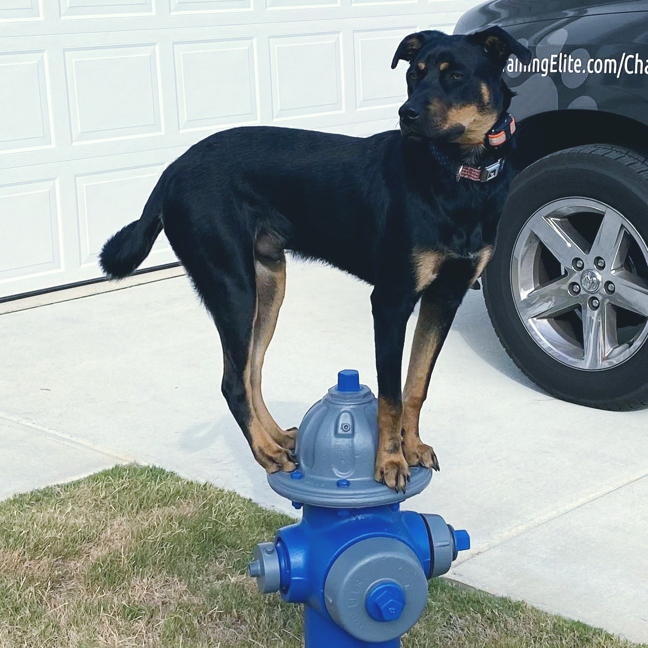 Breaking the Silence: Getting Your Dog to Pay Attention

Time for Tip # 5

🐶 Establish Yourself as the Pack Leader: Confidence is Key! 👑

Dogs are natural followers, so establishing yourself as a confident pack leader is essential. 

Set clear boundaries, provide structure, and be a calm and assertive presence. 

When your dog sees you as a confident leader, they'll be more inclined to listen and respect your commands.

Tip # 6 for getting your dog to listen to you is coming tomorrow!

 