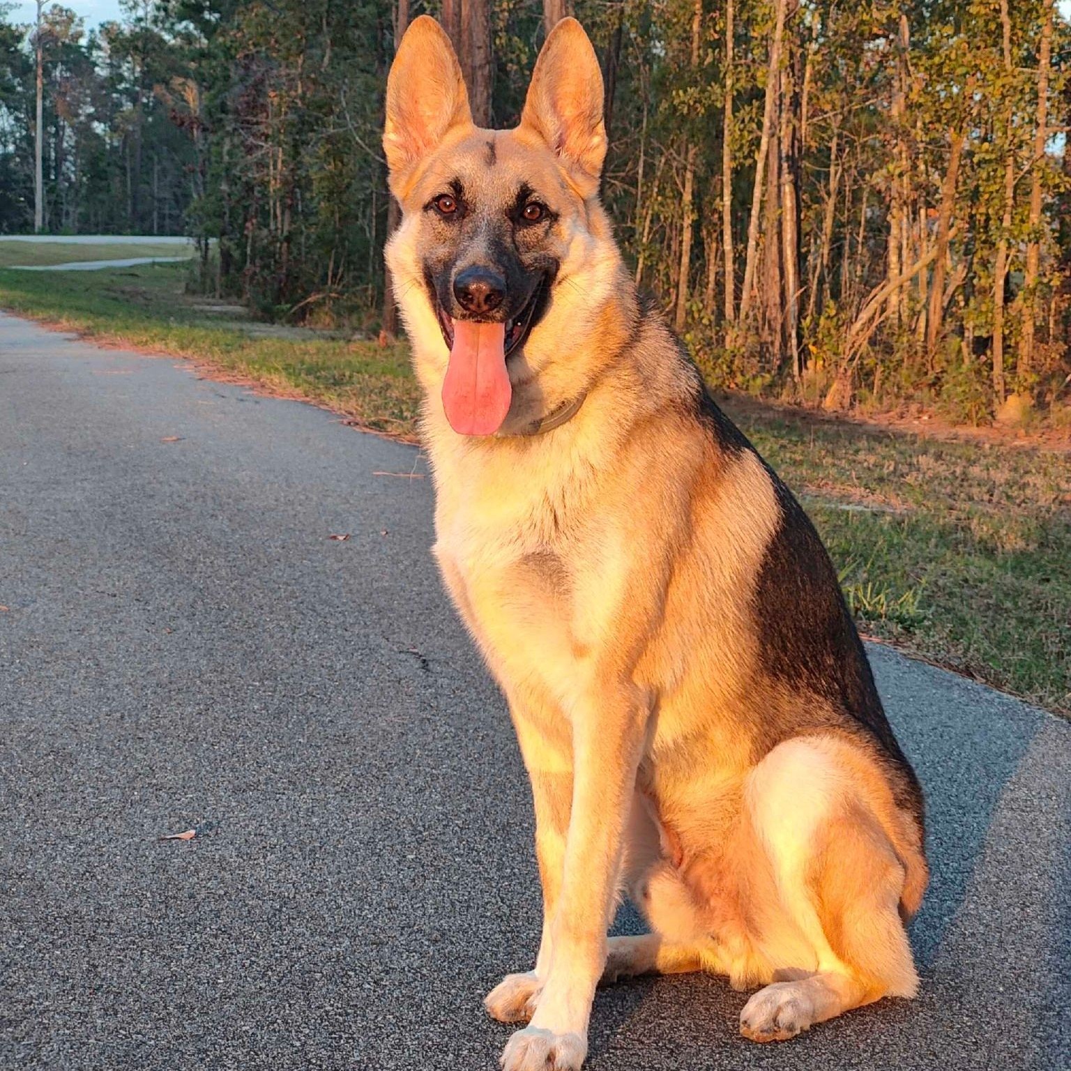 Situation Sit Down

Safety: A dog that knows the sit command is more likely to stay in one place, reducing the risk of running into traffic, approaching dangerous objects, or getting into other potentially harmful situations.

 
