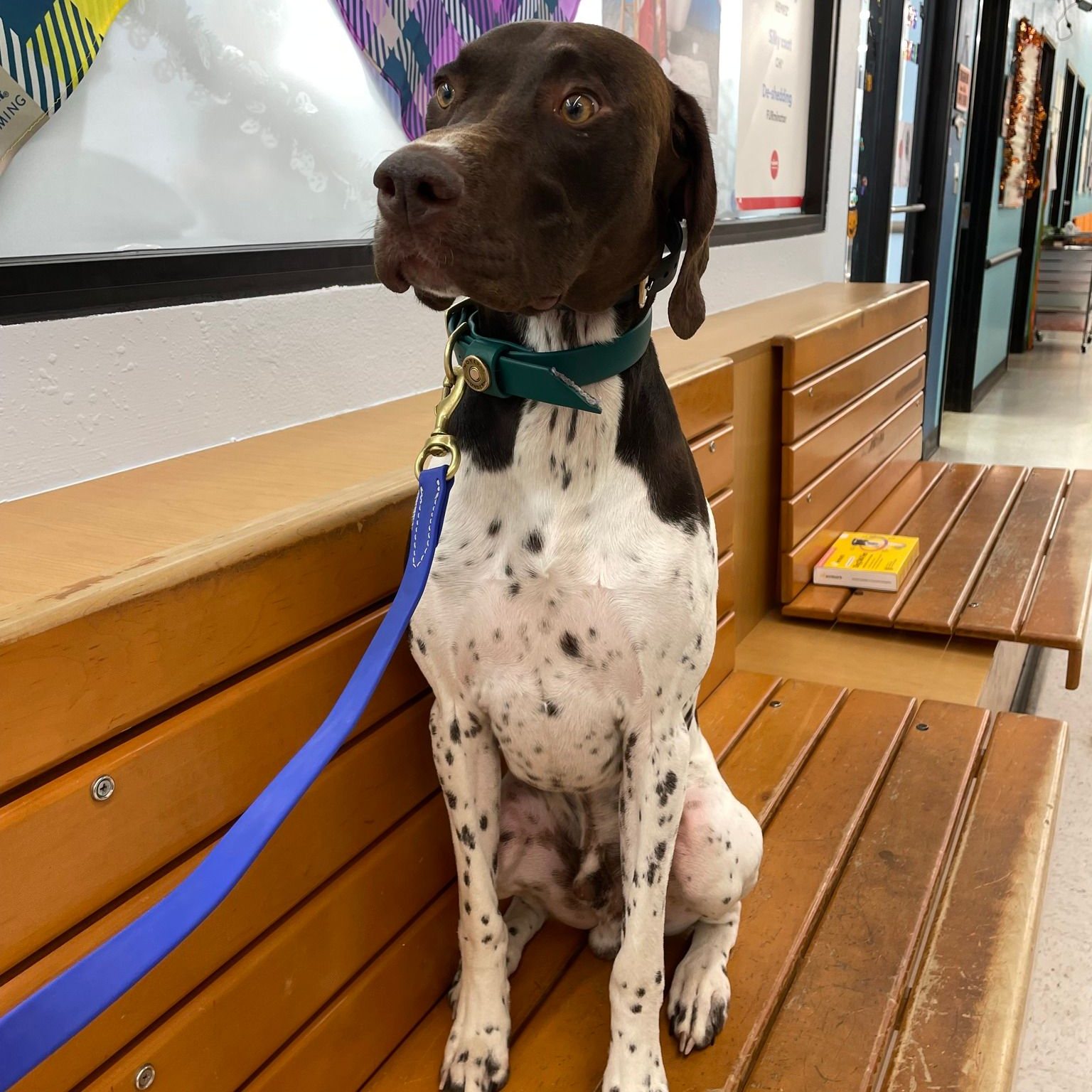 From Jumping Jack to Polite Pup

Polite greetings: 

Dogs that sit calmly when greeting people are generally more welcomed and accepted in social settings. 

By teaching your dog to sit when meeting new people, you can prevent jumping up, which can be intimidating or uncomfortable for some individuals.

 