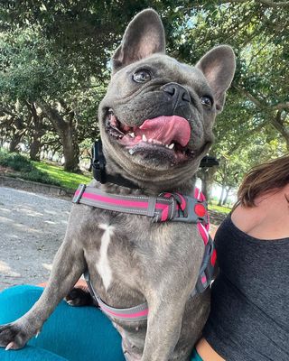 Is It Impossible? Getting Your Dog to Listen!

We've done a series of posts on getting your dog to listen to you and we are here at the end of the series with Training Tip # 6

🏞️ Take Training Beyond the Home: Real-Life Practice for Reliable Listening! 🌍

Generalize your dog's training by practicing in different environments. 

Take them to the park, on walks, or to social gatherings. 

This helps your pup associate listening with various situations and ensures their obedience is reliable no matter where you are.

🐾 Remember, training is a journey that strengthens your bond with your dog. 

With consistency, positivity, and patience, you'll have a well-behaved pup who listens attentively and brings joy to your lives! 🐶💙

If you can't get your dog to listen to you, we can help! 

Whether you're in Savannah, Port Wentworth, Richmond Hill, or the surrounding area in Georgia, or if you're in Bluffton, Beaufort, Hilton Head, or the surrounding area, we are ready to help you get your dog to listen to you. 

Call us today to schedule a free consultation. No obligation, just a conversation about what your goals are with your dog and what we can do to help you meet those goals. 

We train pet dogs, service dogs and therapy dogs. Talk to us! 

DogTrainingElite.com/Savannah
912-461-DOGS (3647)

 