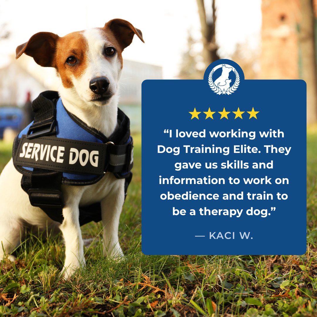 When you're looking for the right dog trainer, it's helpful to hear from people who have seen real results.

Here's what one of our clients had to say after starting their training with us:

⭐️⭐️⭐️⭐️⭐️

I loved working with Dog Training Elite. They gave us skills and information to work on obedience and train to be a therapy dog.
Kaci W.

Are you ready to make the same progress with your dog? Let's get started! 

Visit us today at https://dogtrainingelite.com/houston?location=south-houston to book your free training assessment.

