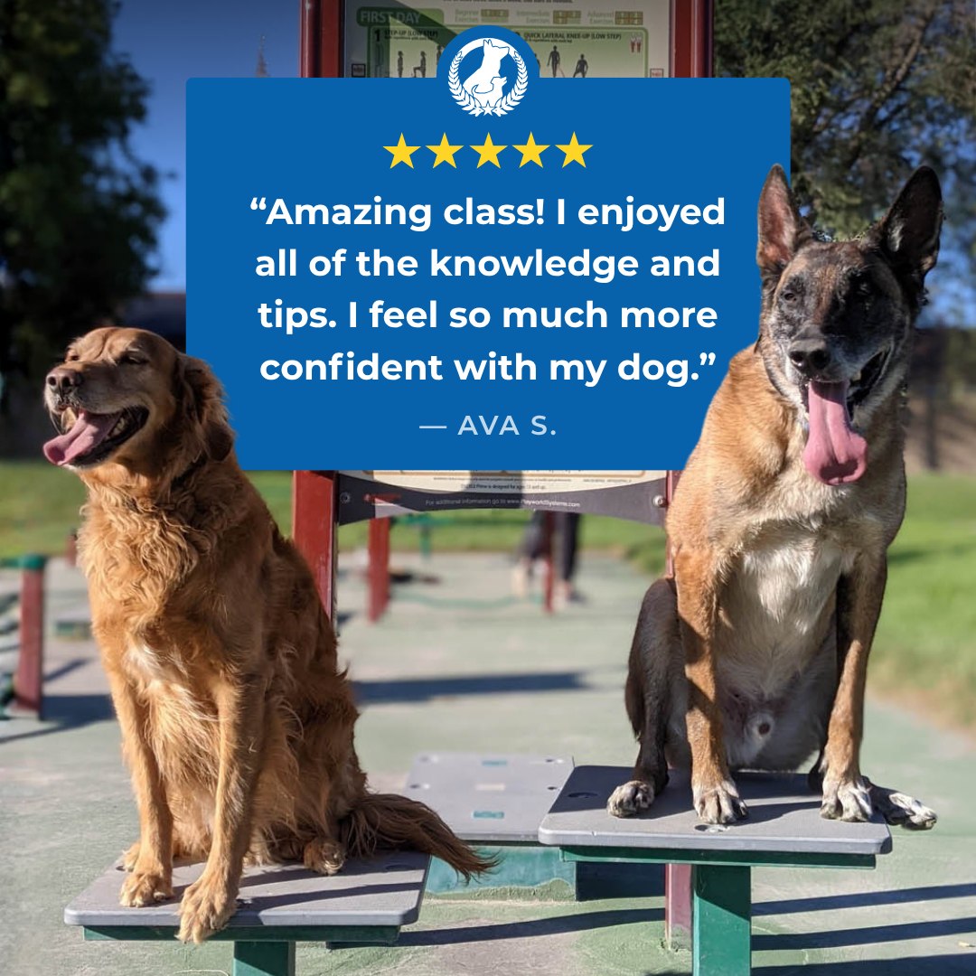 The right guidance can make all the difference. At Dog Training Elite of South Houston, our classes are designed to help you feel prepared and capable as you work with your dog.

Here's what one owner had to say after attending a class:

⭐️⭐️⭐️⭐️⭐️	
Amazing class! I enjoyed all of the knowledge and tips. I feel so much more confident with my dog.
Ava S.

Call or visit us at https://dogtrainingelite.com/houston?location=south-houston to schedule your free consultation and see the difference one class can make.

