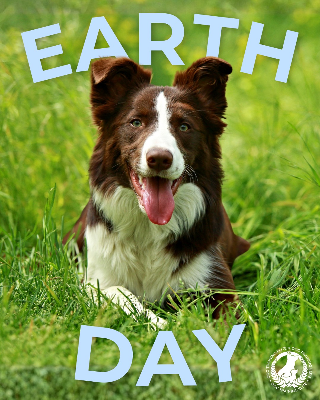Happy Earth Day from Dog Training Elite of South Houston!

It's the perfect day to get outside and explore new places with your dog. 🌎🐕

