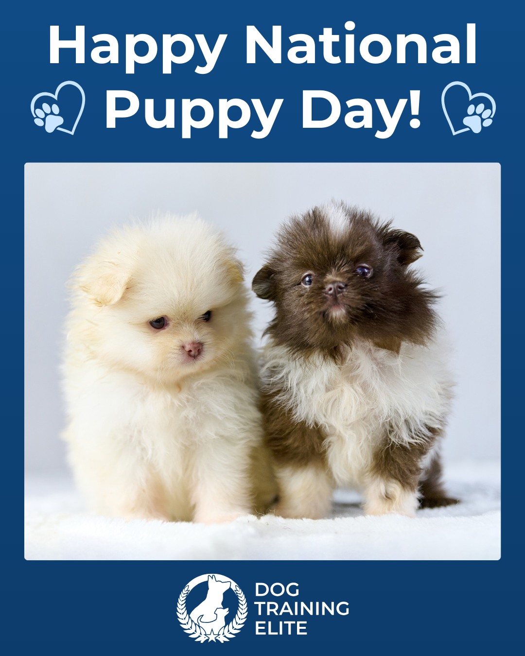 🐶Happy National Puppy Day 🐶

The puppy stage is full of fun! It is also the perfect time to begin building great habits. 

Early obedience training helps puppies grow into calm, confident, and well-behaved companions.

🐾 At Dog Training Elite of South Houston, we help puppies and their families start on the right paw. Call or visit https://dogtrainingelite.com/houston?location=south-houston today to schedule your free consultation.

