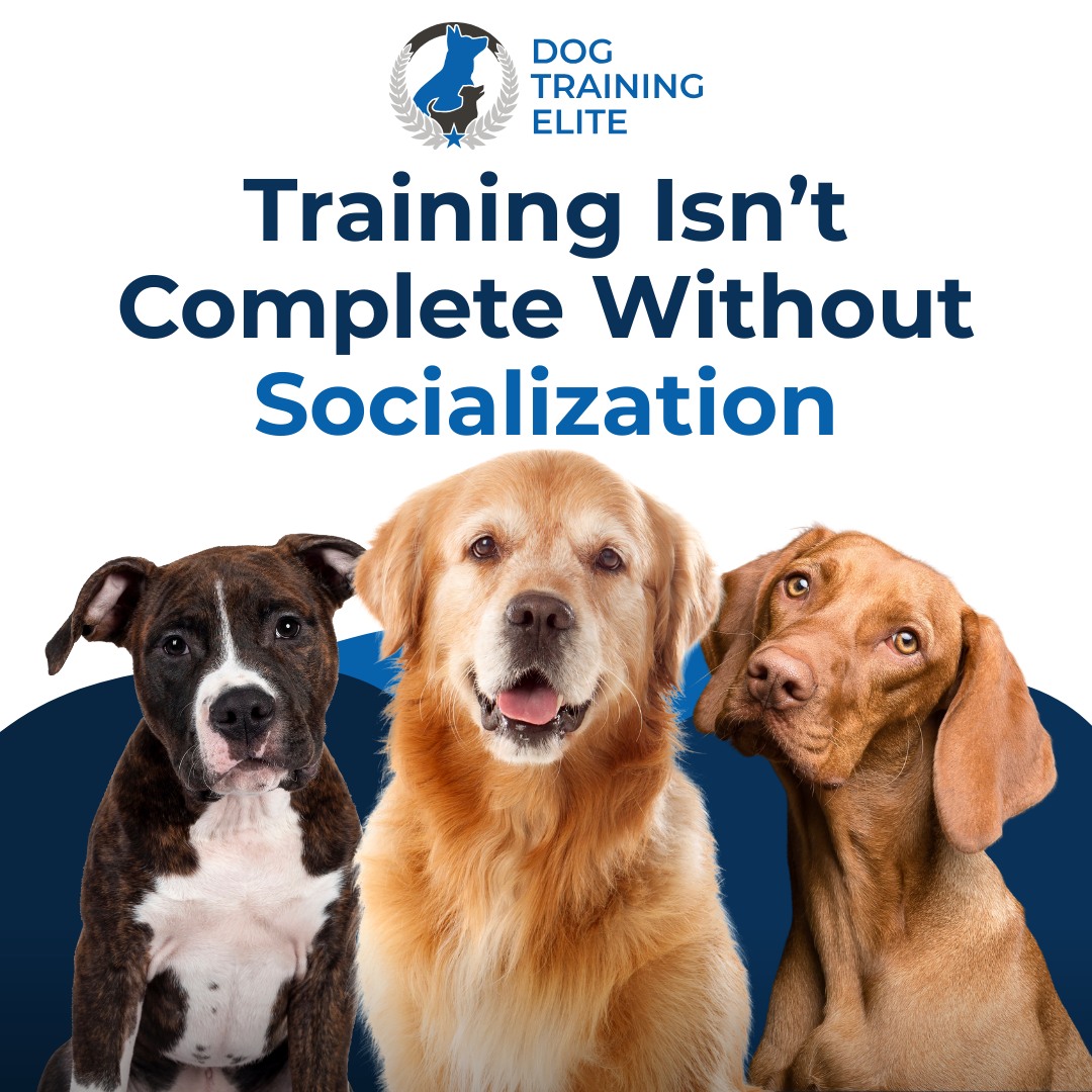 Socialization is an important step in raising a well-mannered dog. Safely introducing your dog to new environments, people, and other animals teaches them how to behave well in everyday situations.

Here are a few simple ways to begin:

🐕&zwj;🦺 Start Early: Socialize your pup from a young age to build confidence.
🐕 Make It Positive: Use praise, treats, and calm energy to create good associations.
🐩 Add Obedience: Practice commands like place or heel during social outings.
🦮 Train with Guidance: Professional training provides structure and support that makes socialization safer and more effective.

At Dog Training Elite of South Houston, our obedience-based training supports socialization at every stage, helping your dog handle real-world distractions with confidence.

Call 832-381-2111 today to schedule a free consultation!

