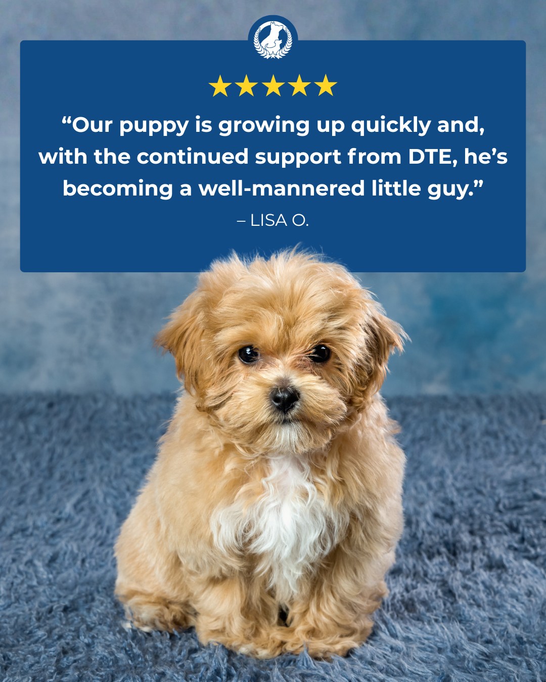 Helping puppies learn and grow is one of the best parts of what we do. 🐾

Here's what one client had to say about their experience with Dog Training Elite of South Houston:

⭐️⭐️⭐️⭐️⭐️

Our puppy is growing up quickly and, with the continued support from DTE, he's becoming a well-mannered little guy. &ndash; Lisa O.

 Call 832-381-2111 today to learn more about our puppy training program!

